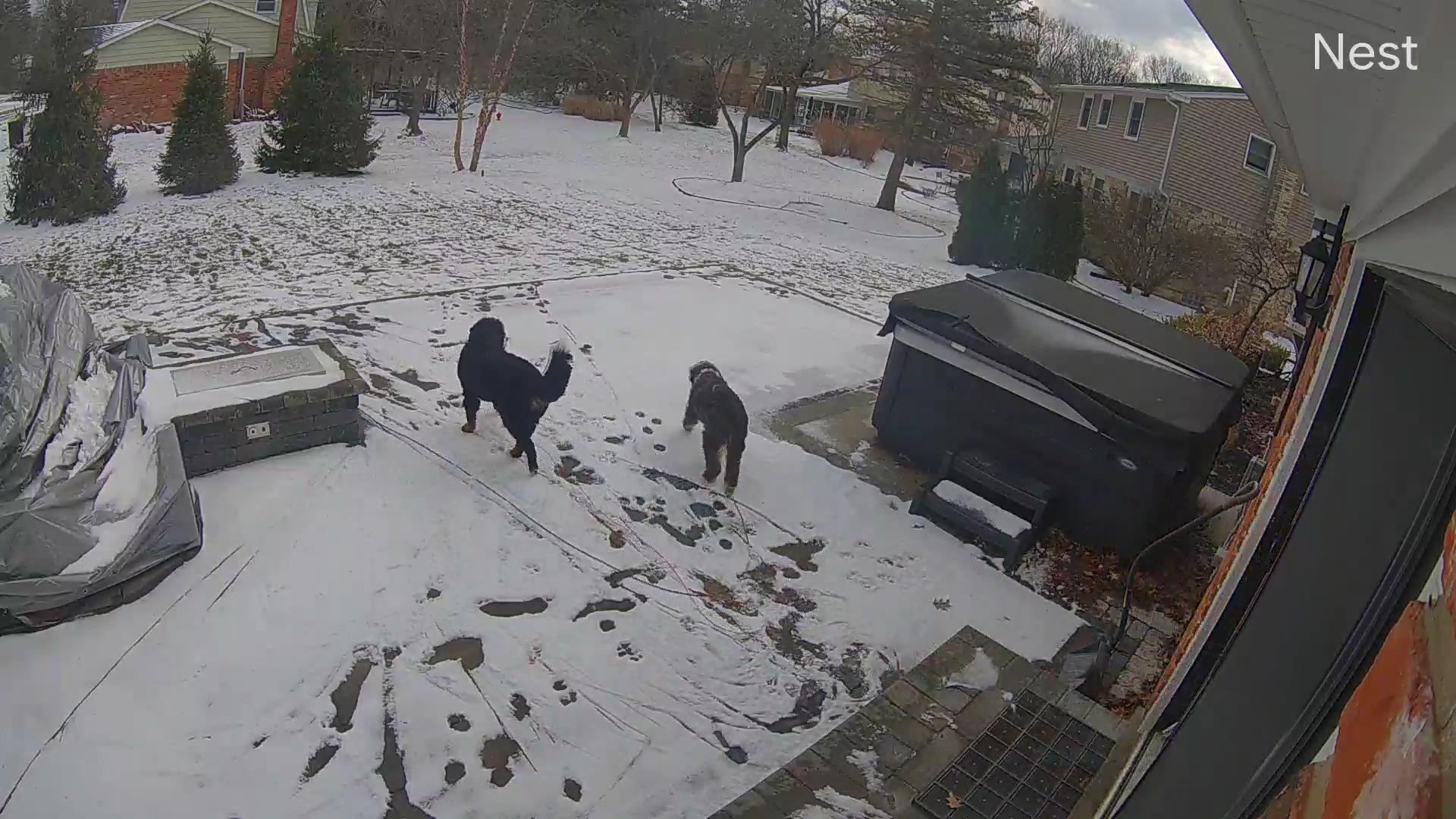 Winter Rhythms and the Uninvited Guest