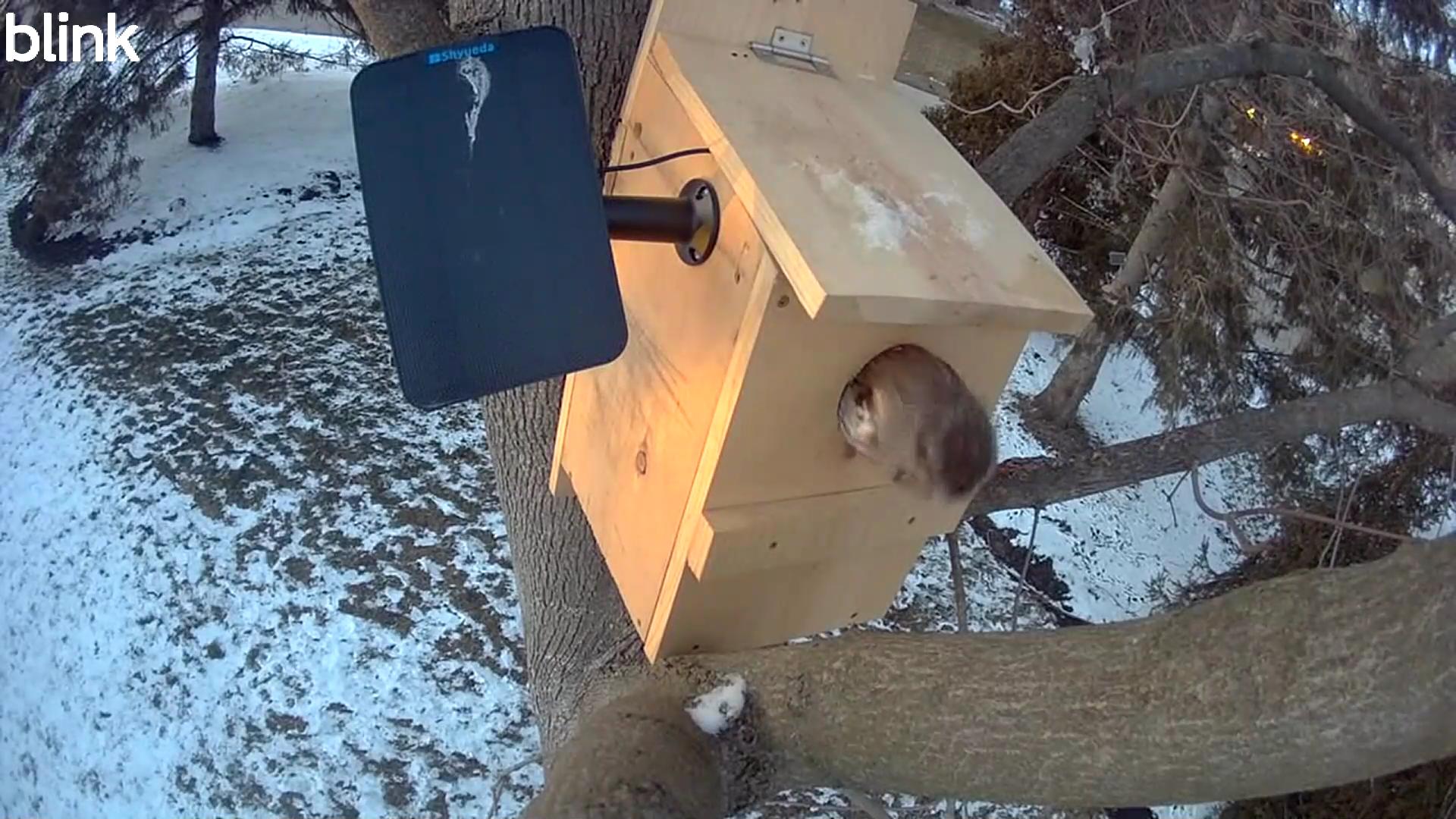 Eastern Screech-Owl moment