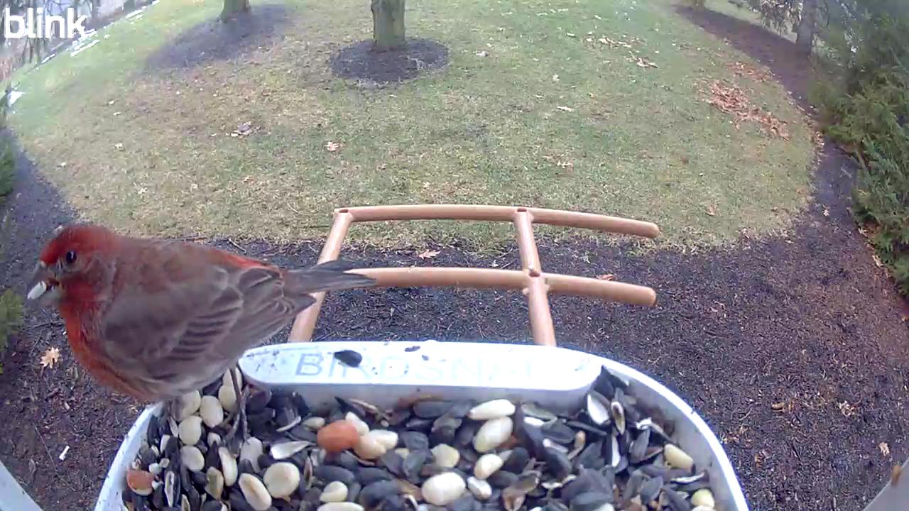 House Finch sighting