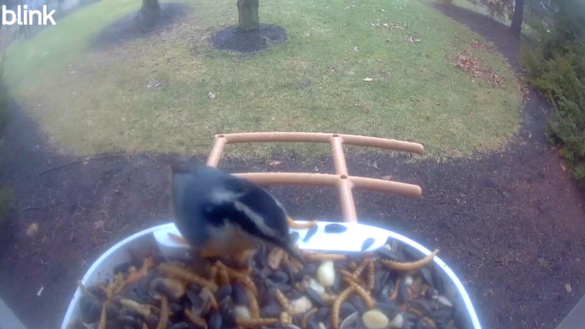 Winter Rhythms Around a Michigan Pine