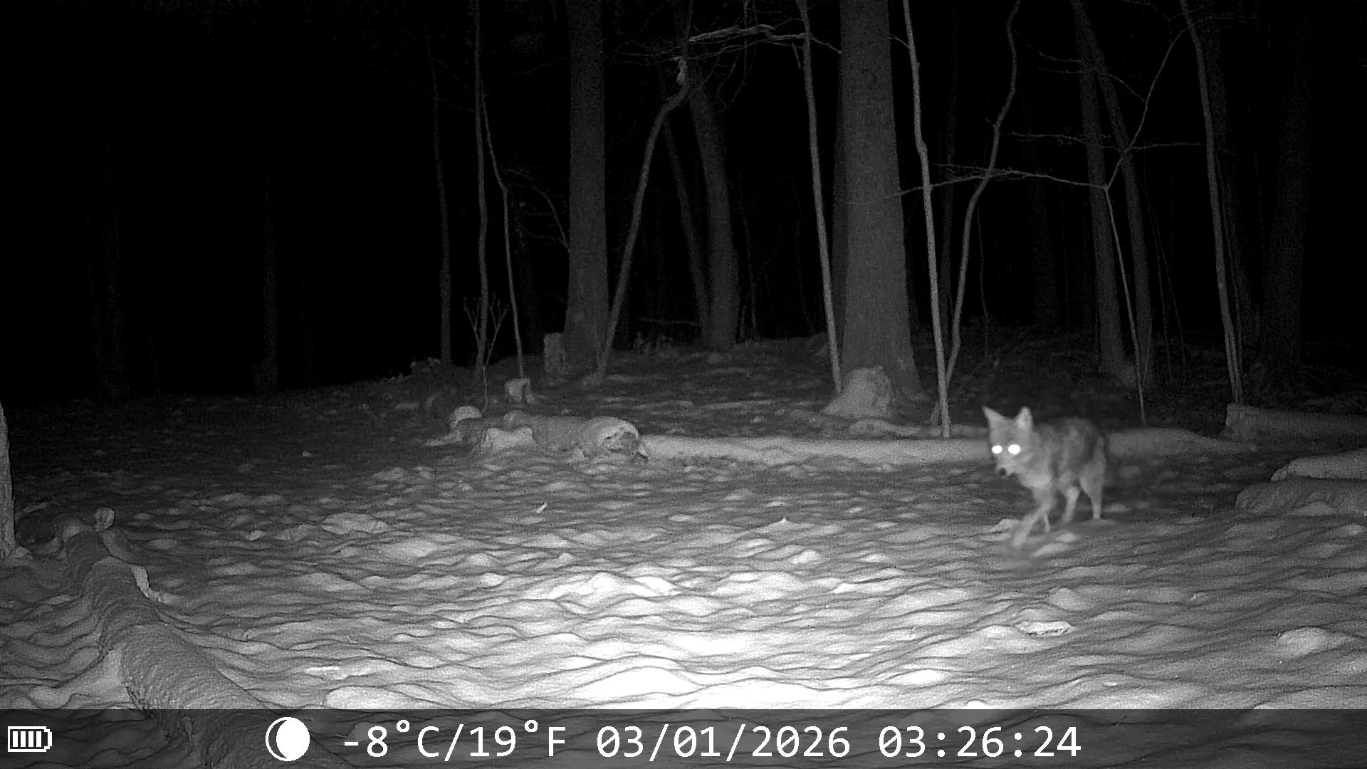 Winter Resilience in the Hartland Woods