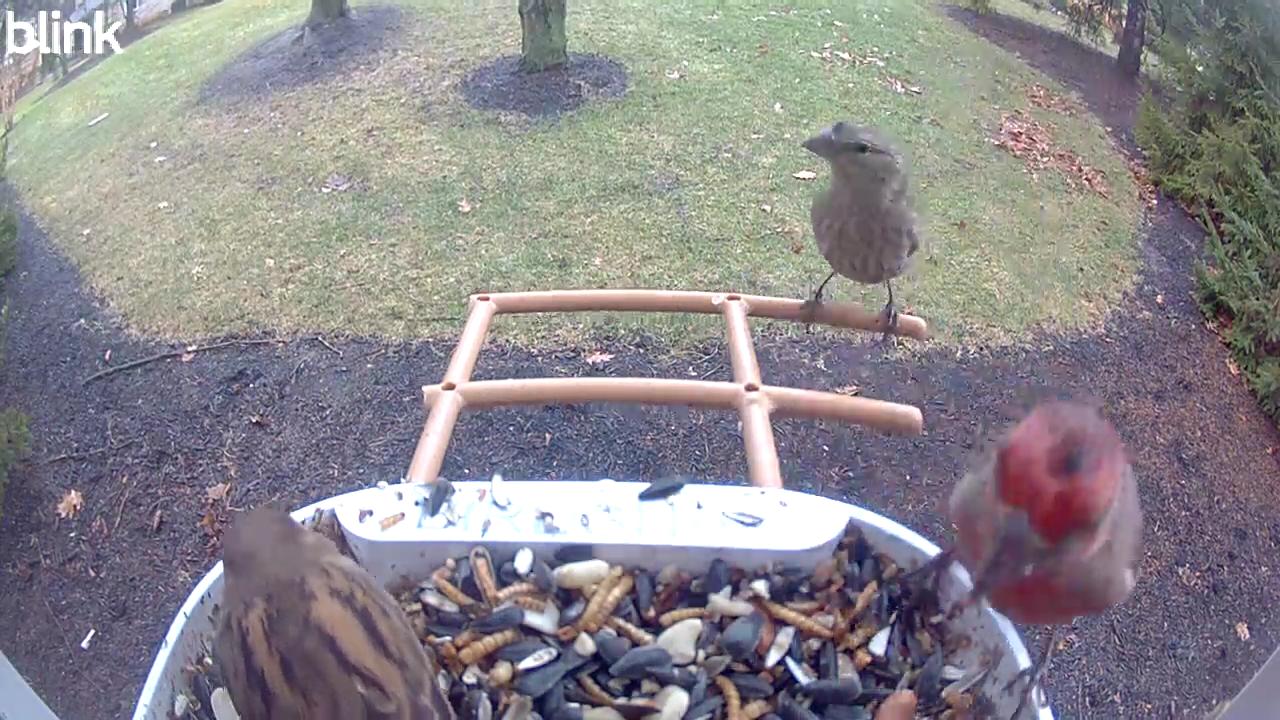 House Sparrow sighting