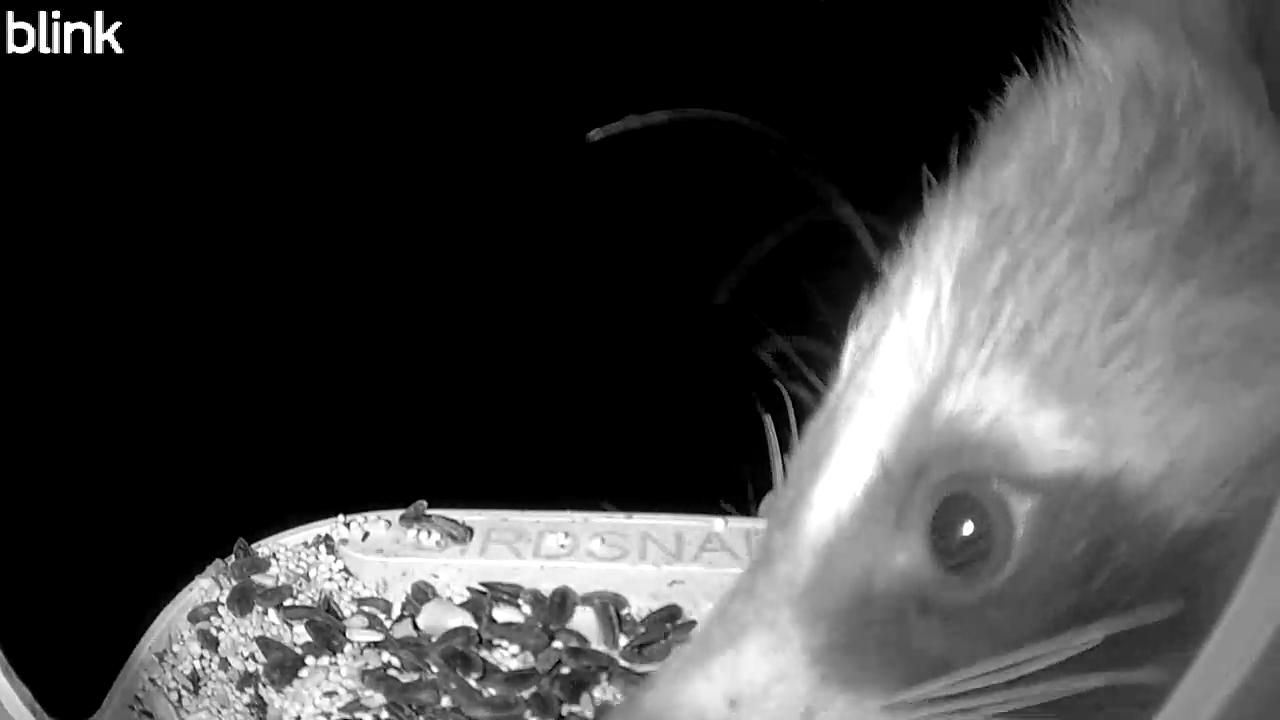 Nocturnal Prowlers and the Sweet Theft of Jelly