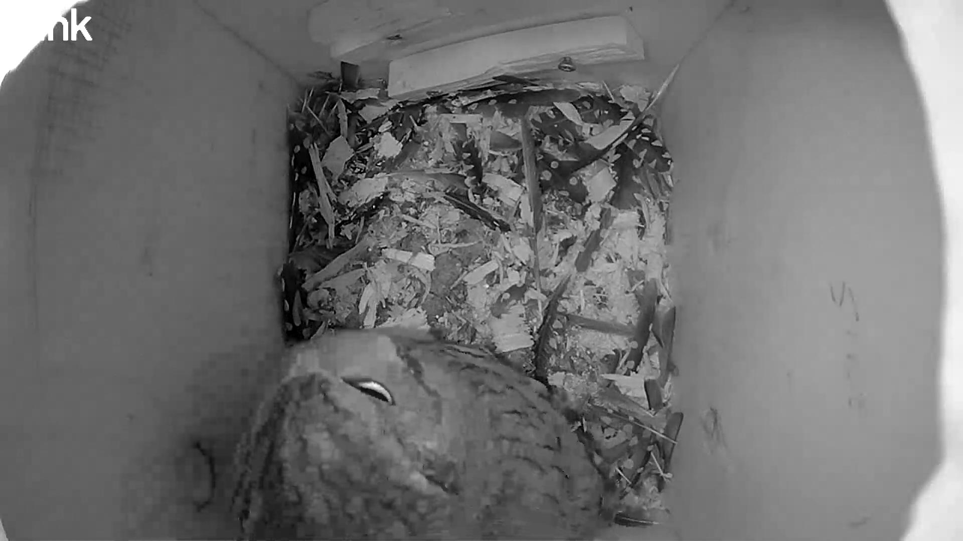 The Twilight Departure of the Screech Owl