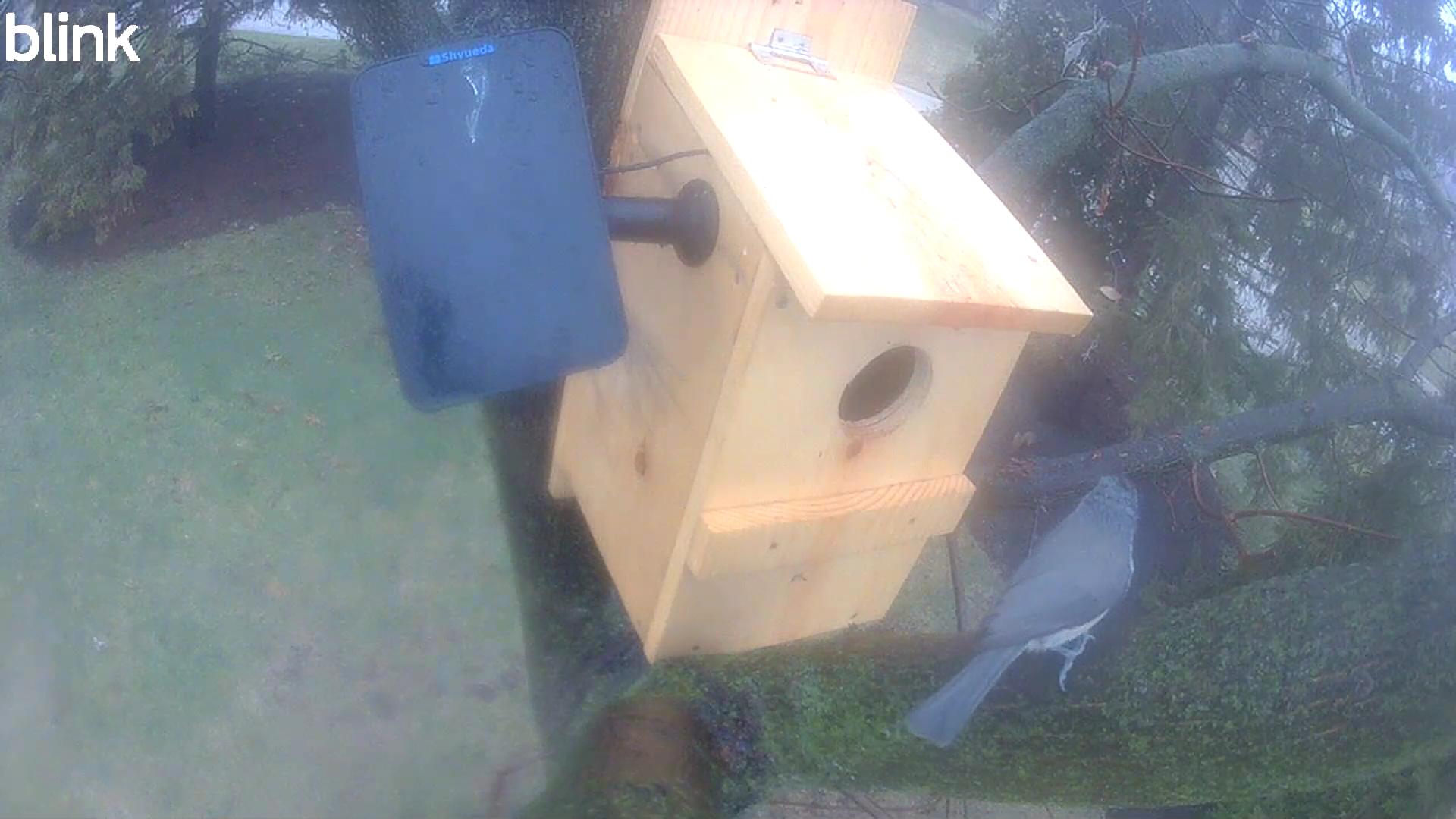 A Tiny Tenant in the Winter Woods