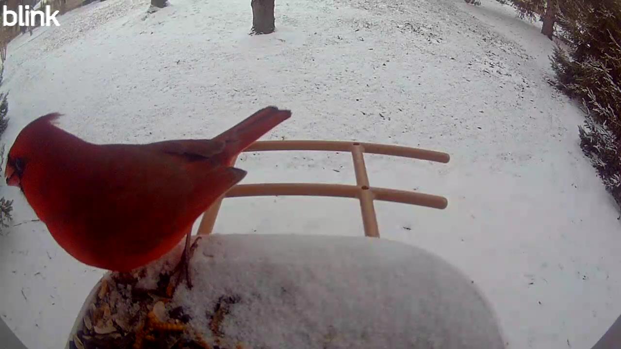 A Crimson Spark in the Michigan Snow