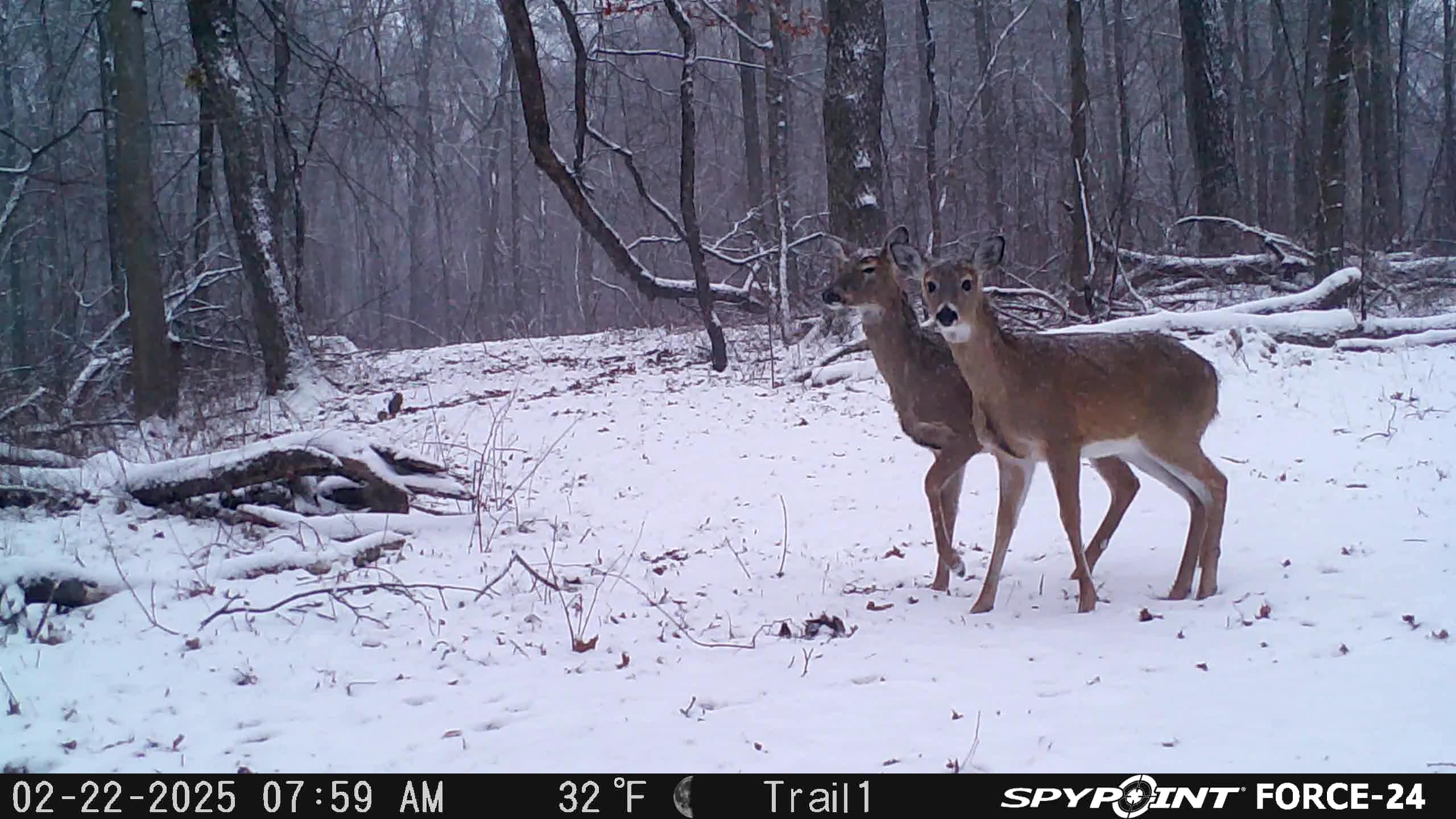 White-tailed Deer sighting