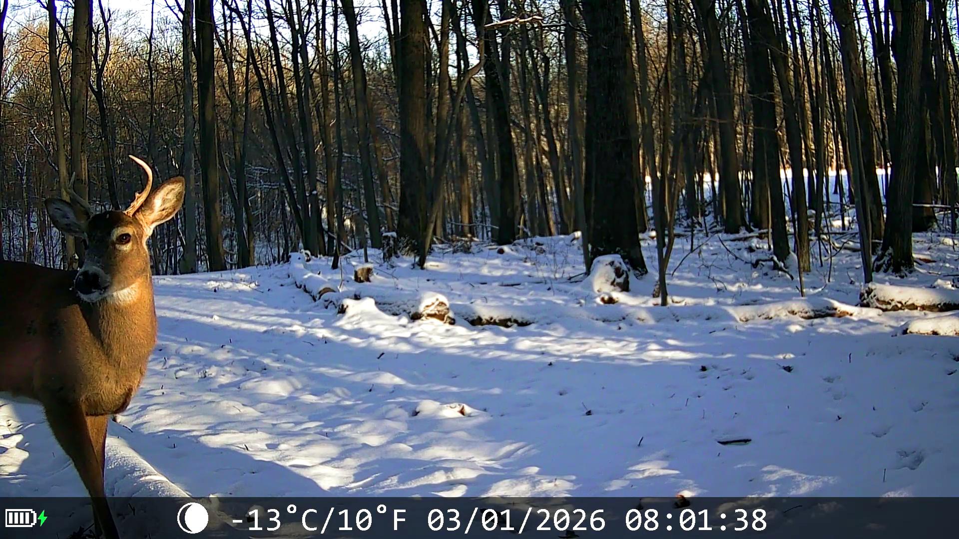 White-tailed Deer sighting