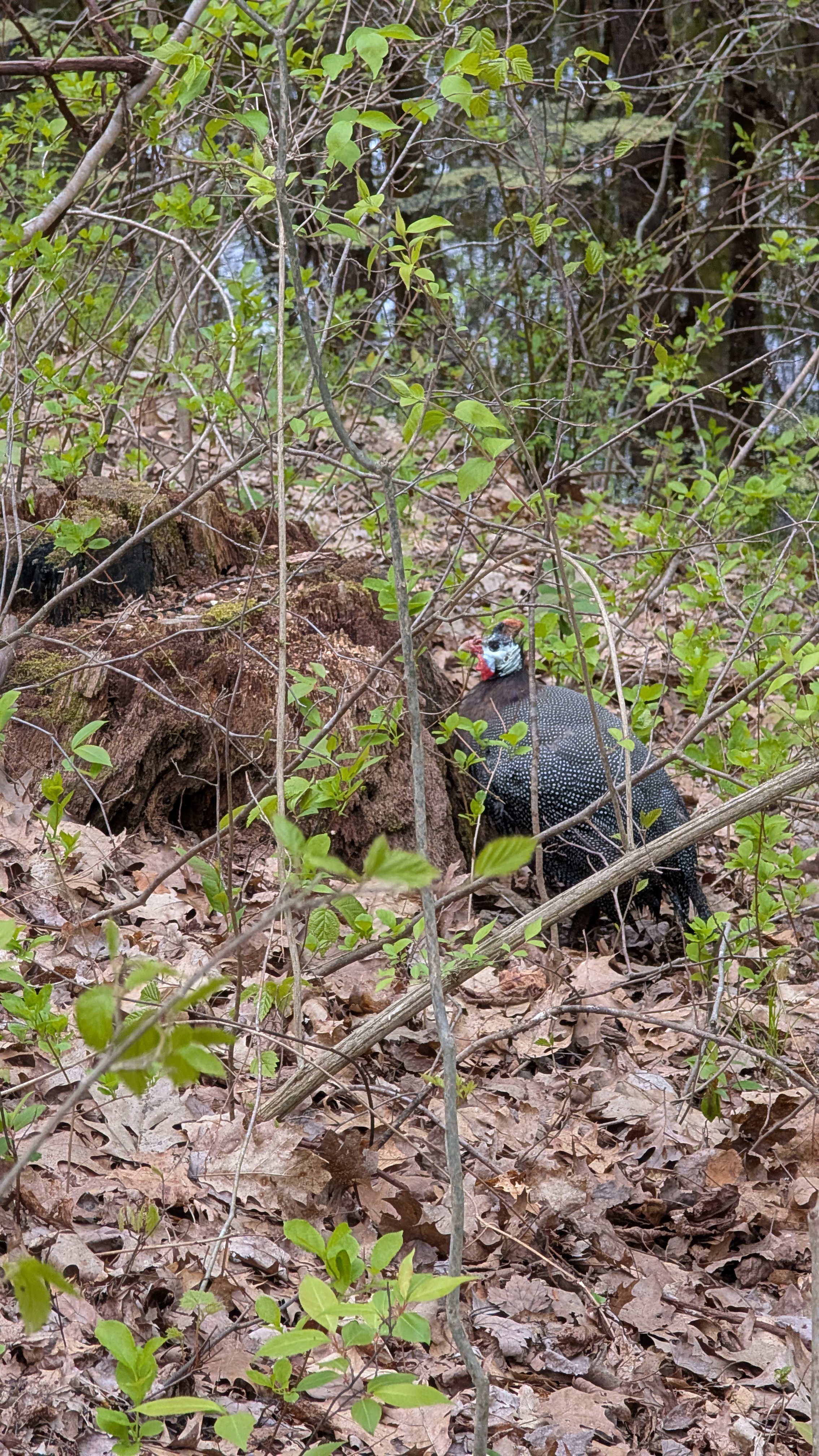 Helmeted Guineafowl sighting
