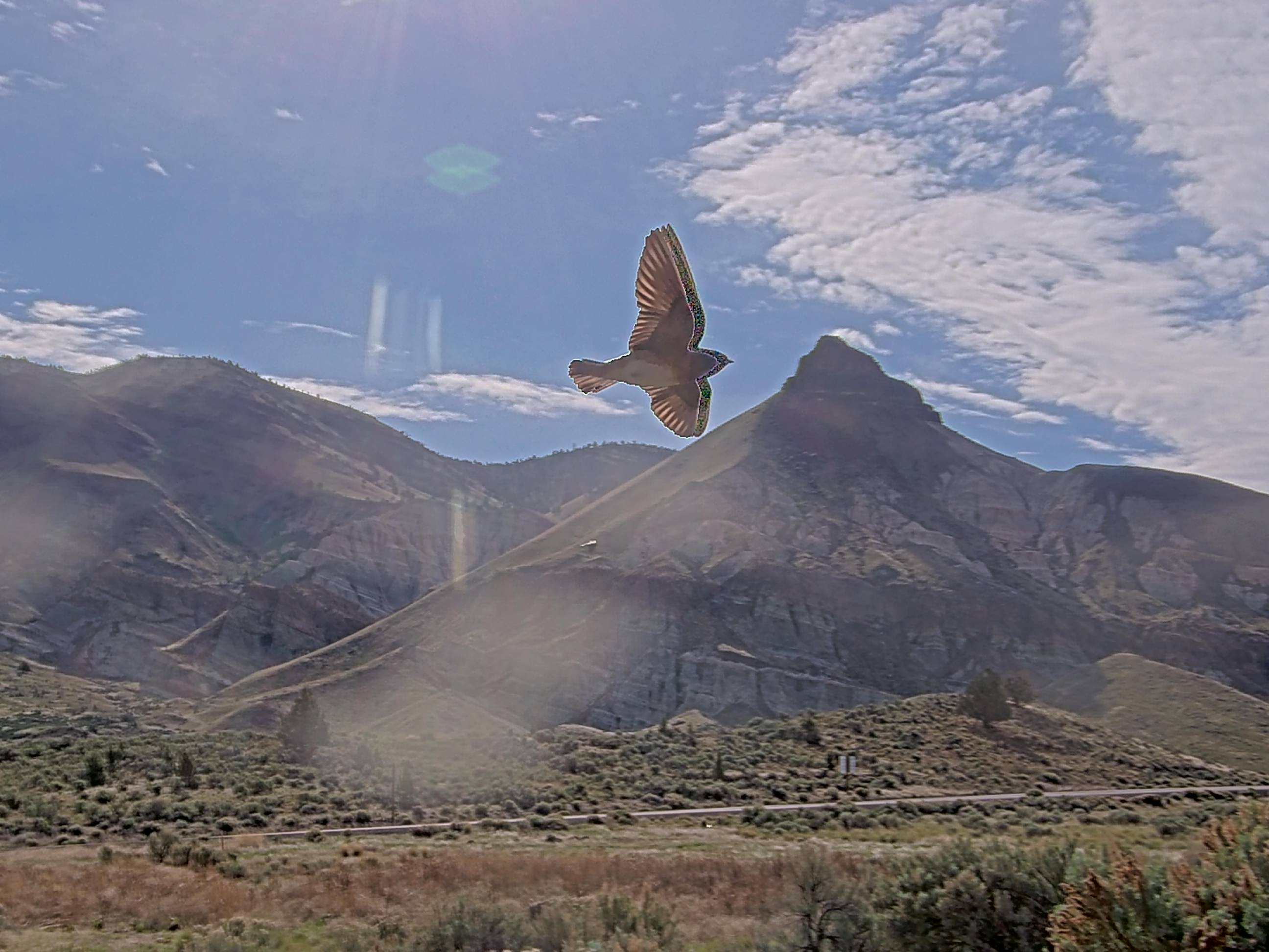 Violet-green Swallow sighting