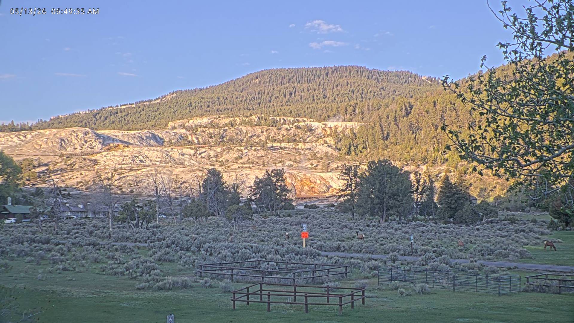 Elk sighting