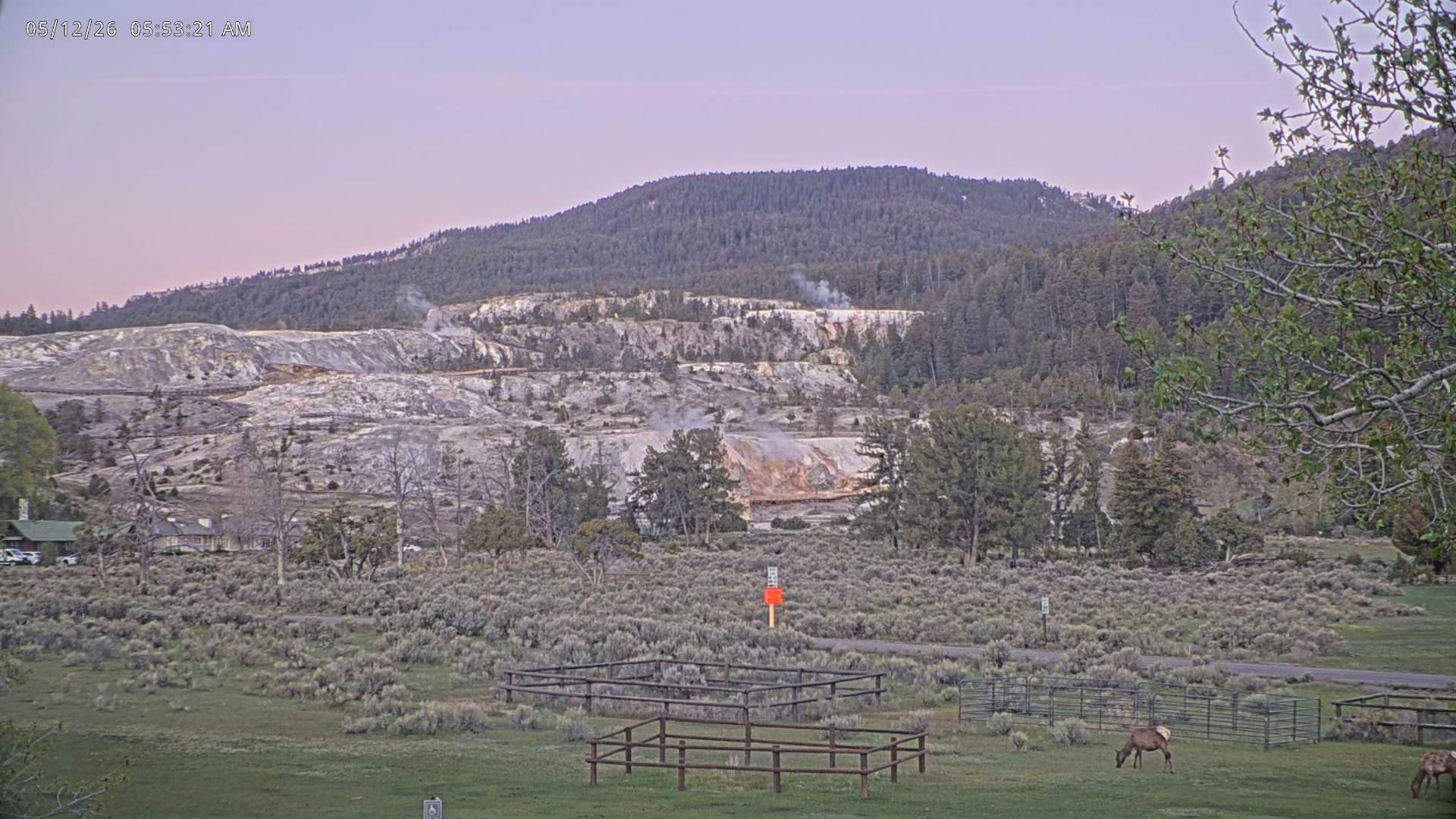 Elk sighting