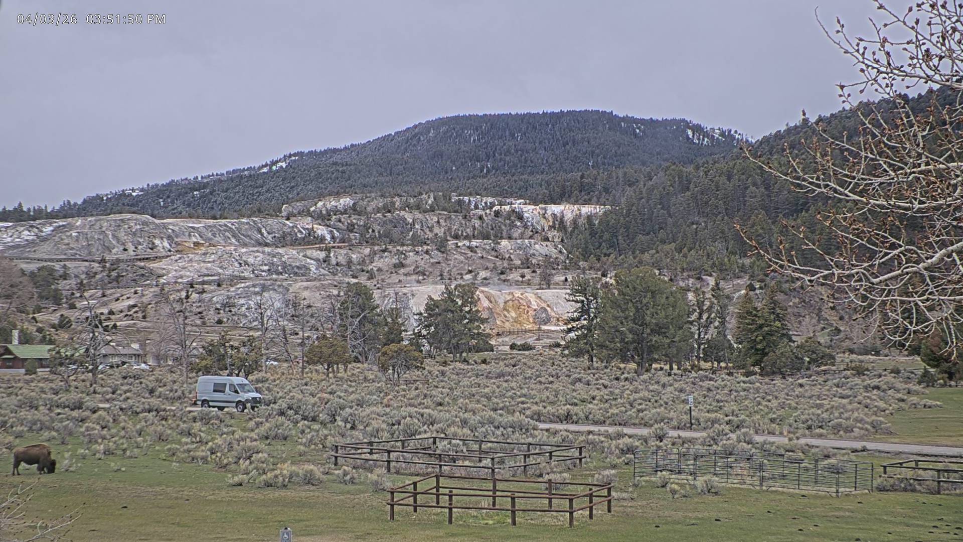 American Bison sighting