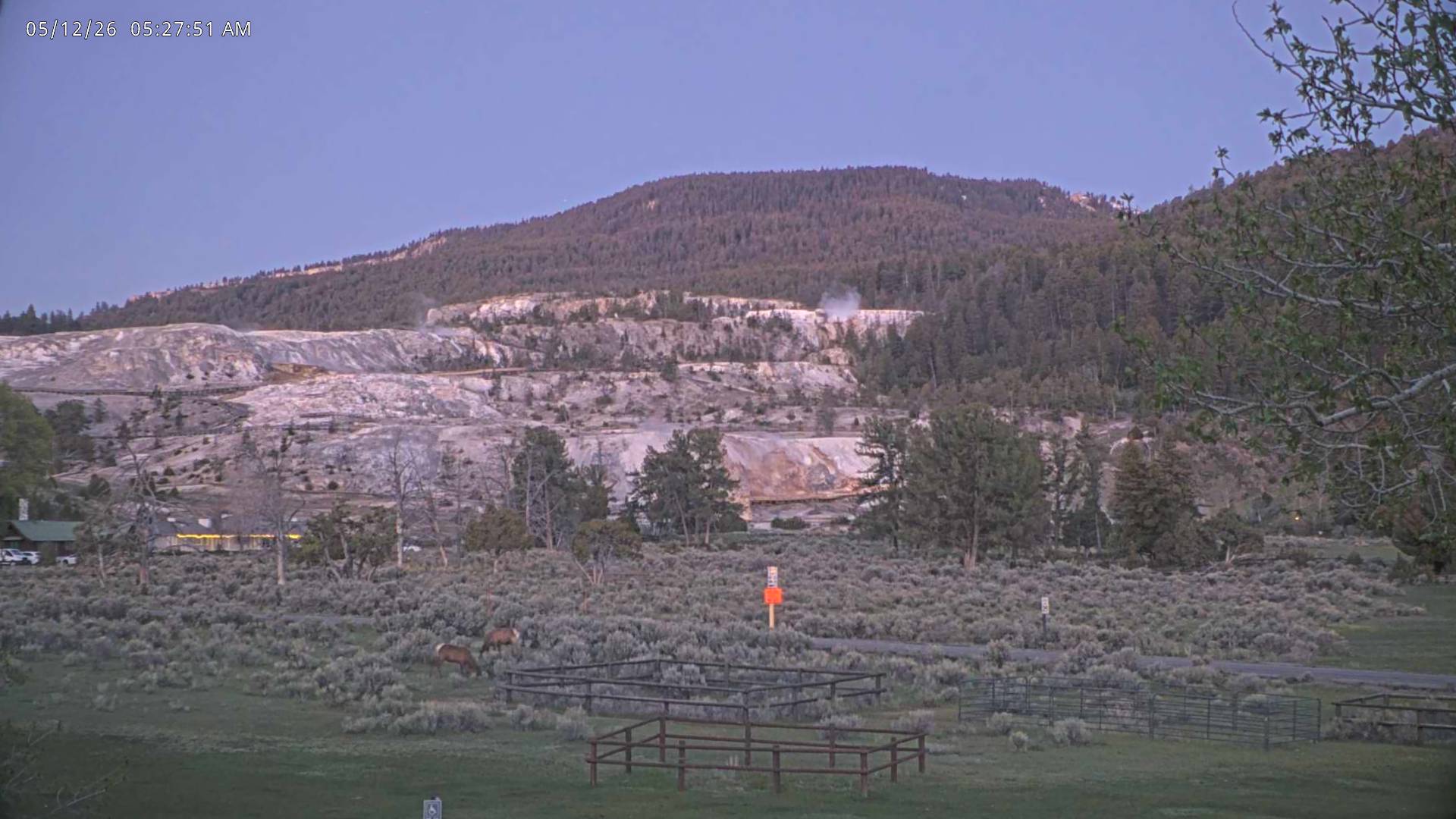Elk sighting