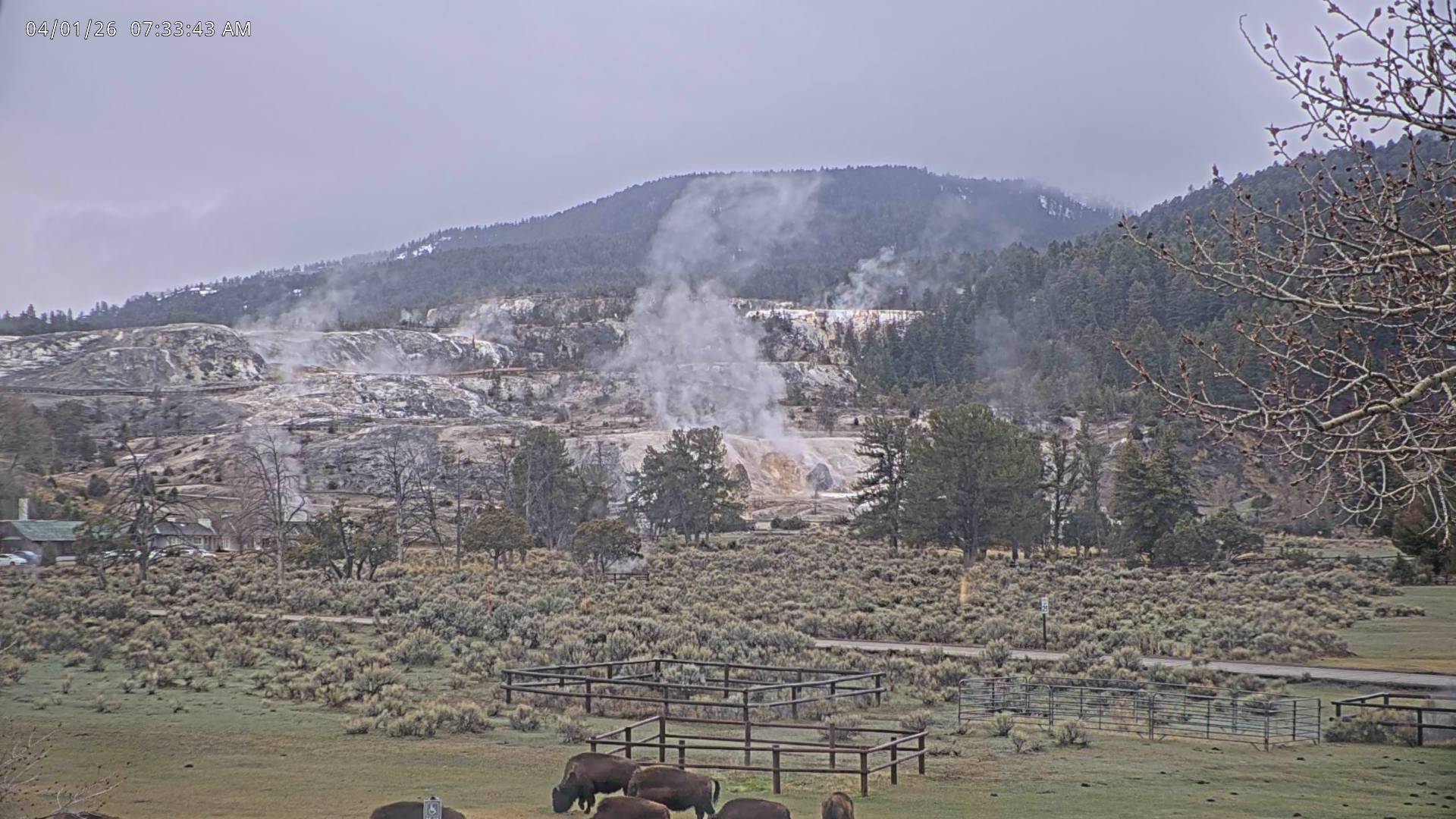 American Bison sighting