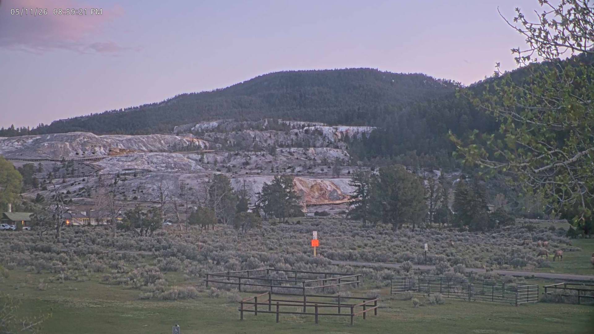Elk sighting