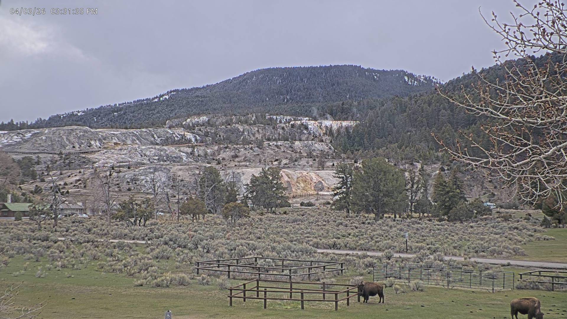 American Bison sighting