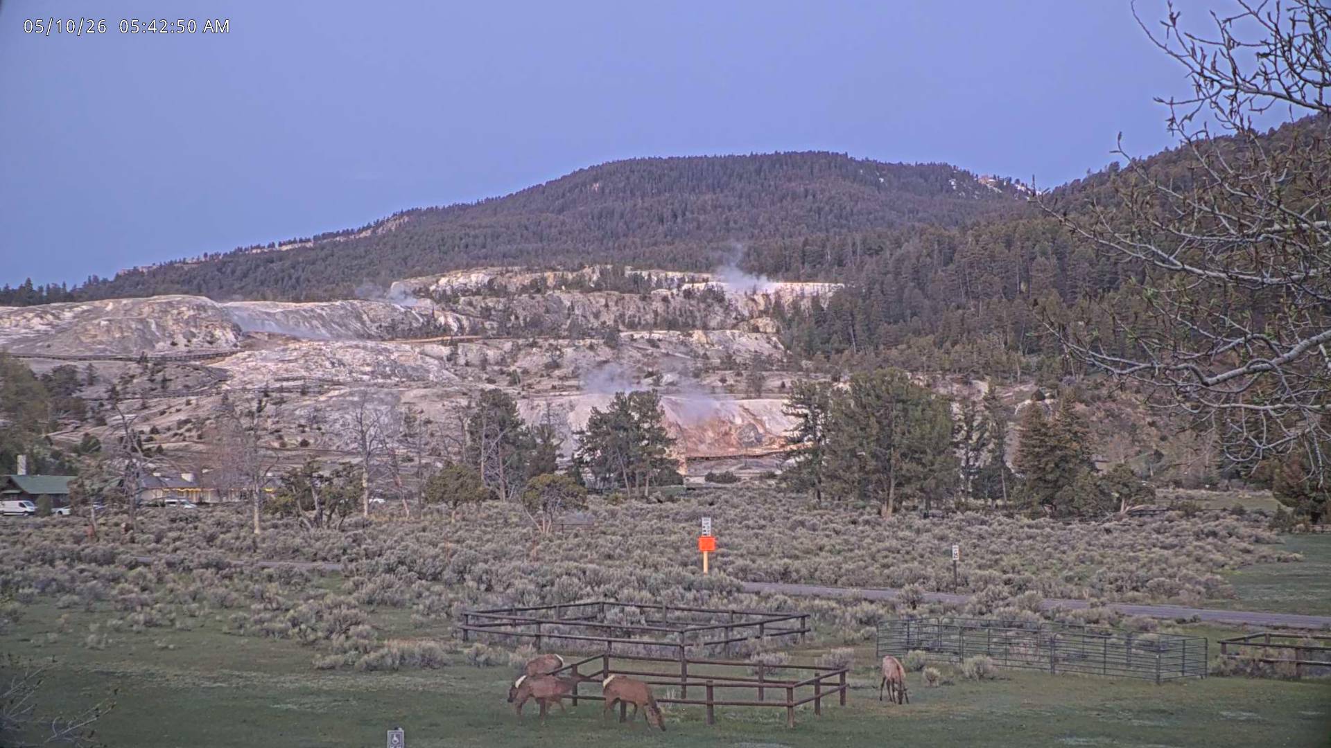 Elk sighting