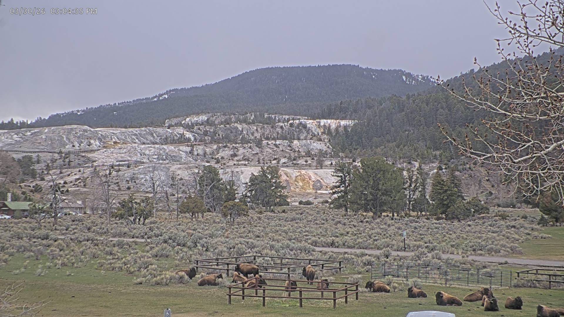 American Bison sighting