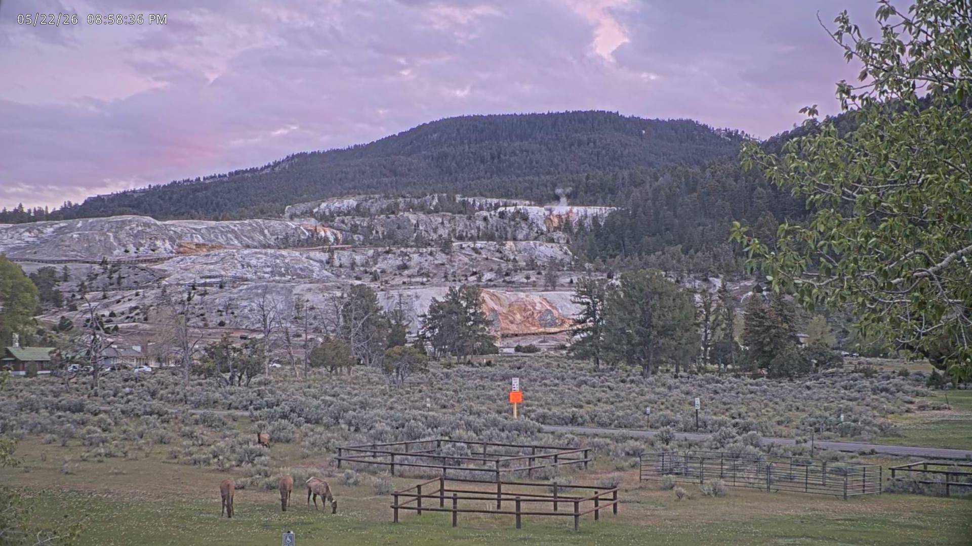Elk sighting