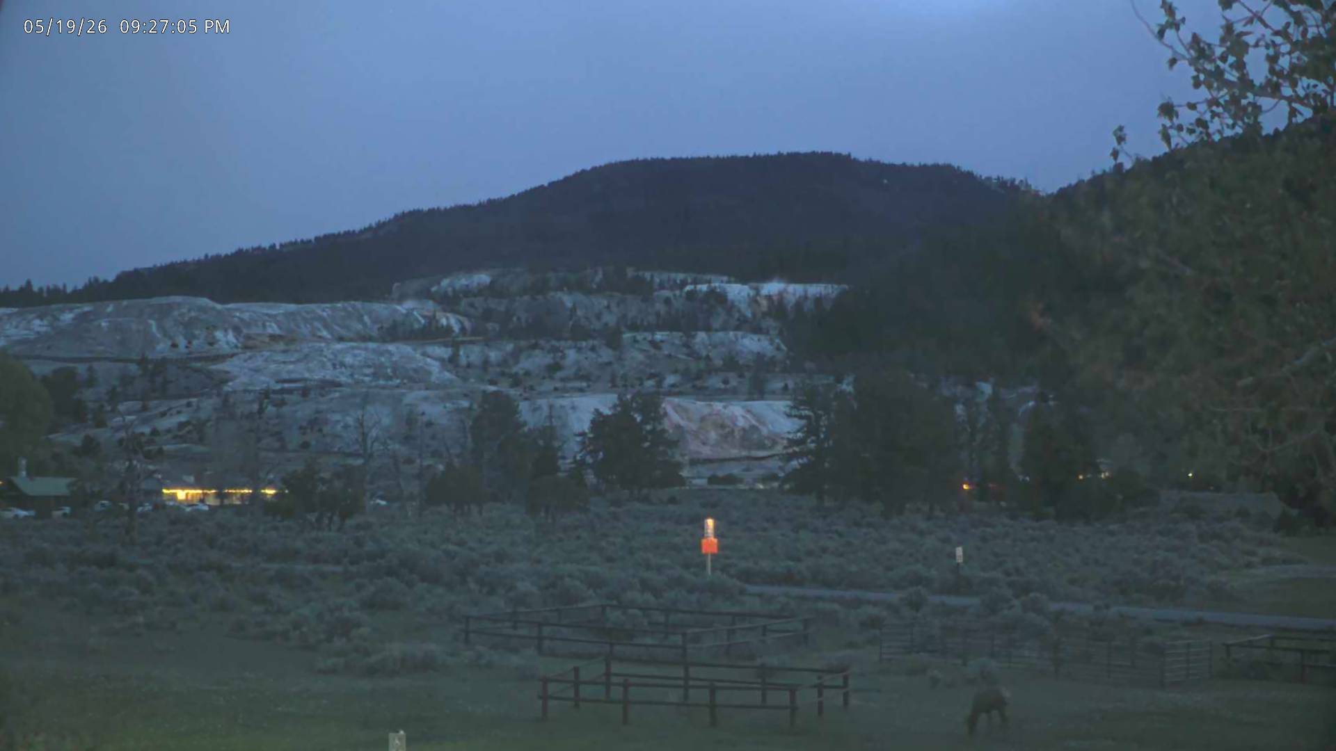 American Bison sighting