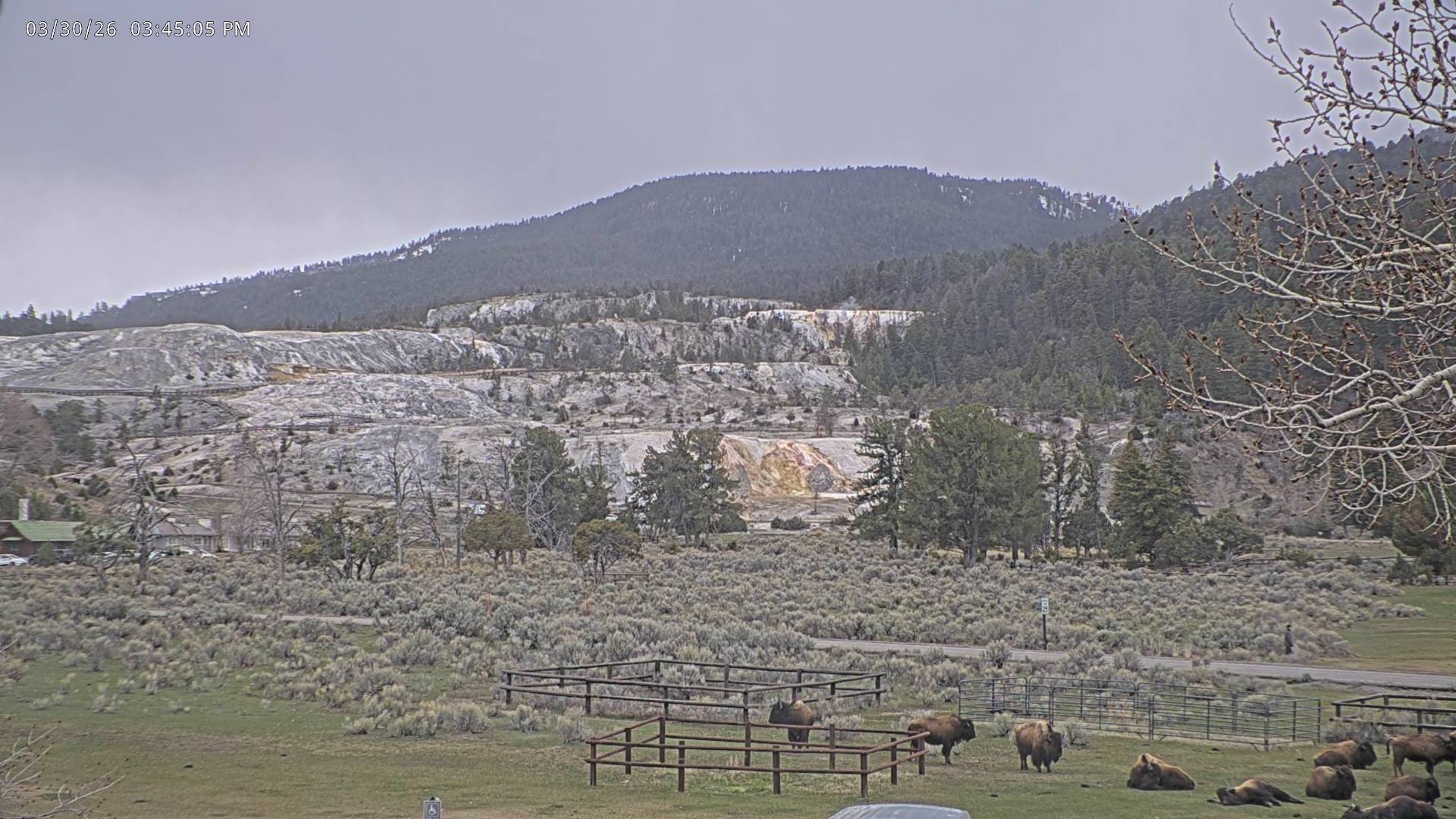American Bison sighting