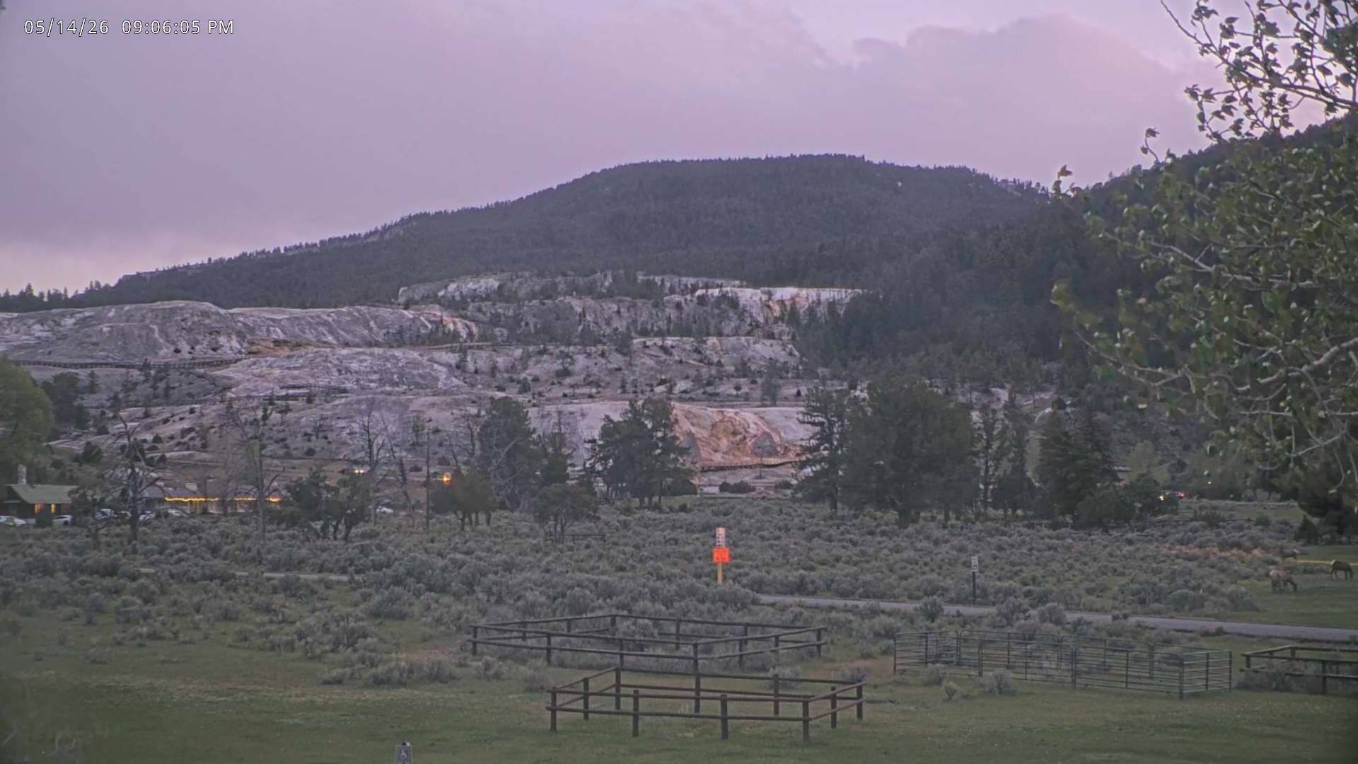 Elk sighting