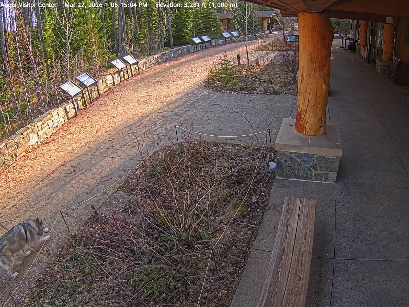 Domestic Dog sighting