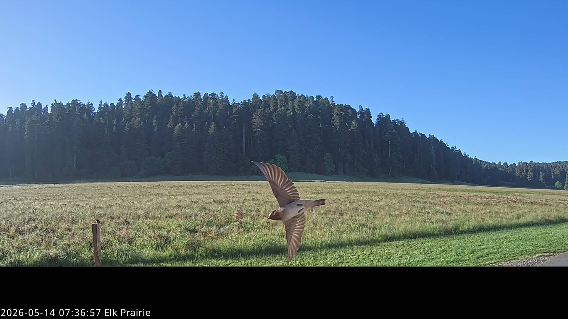 Barn Swallow sighting