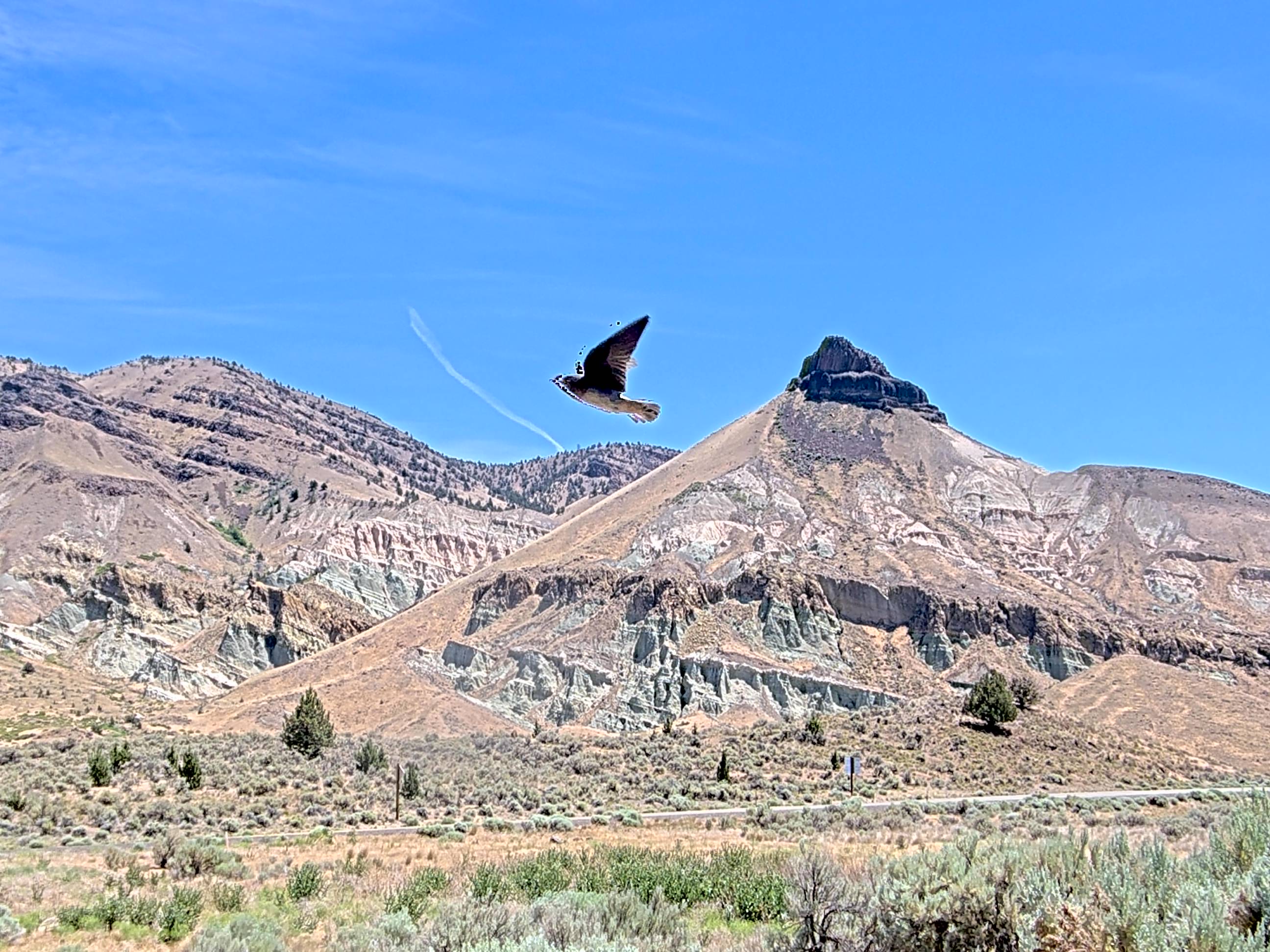 Prairie Falcon sighting