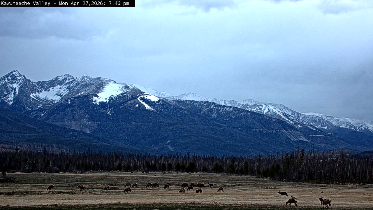Wapiti sighting