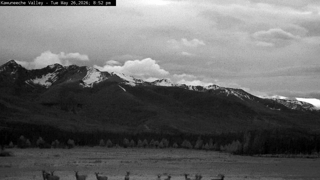 Elk sighting