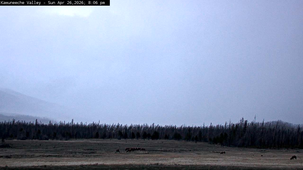 Wapiti sighting