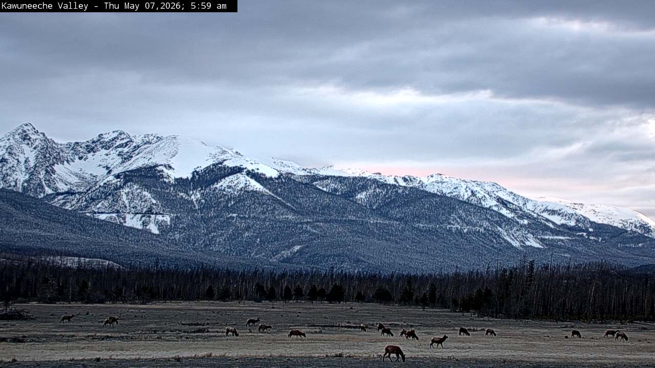 Wapiti sighting