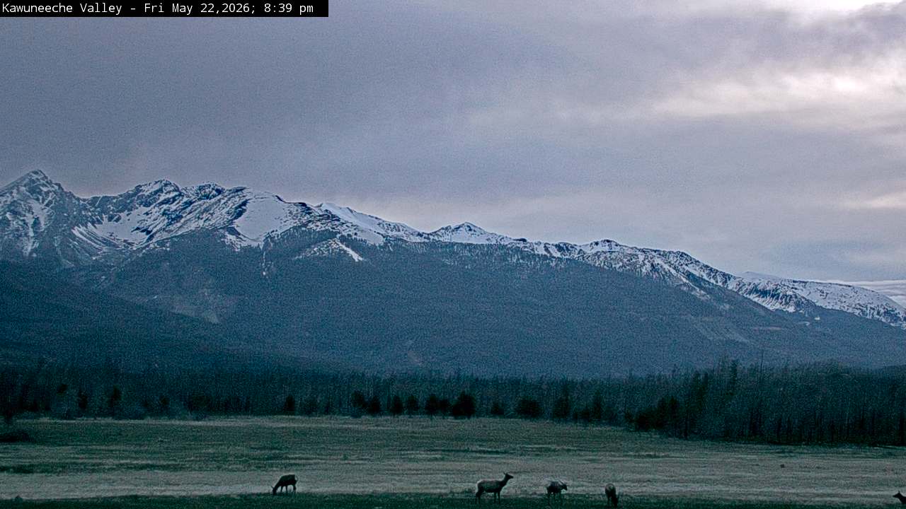 Elk sighting