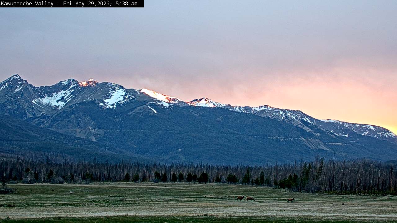 Elk sighting