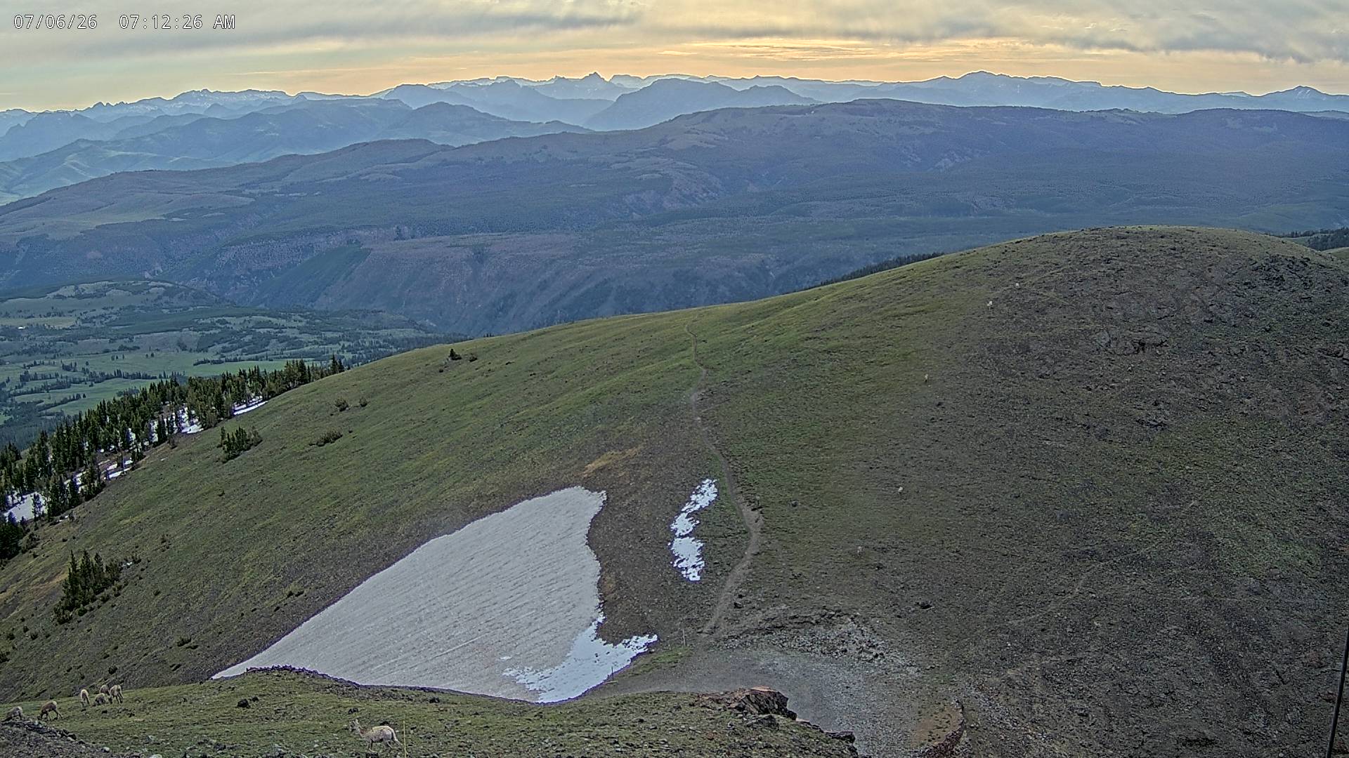 Bighorn Sheep sighting