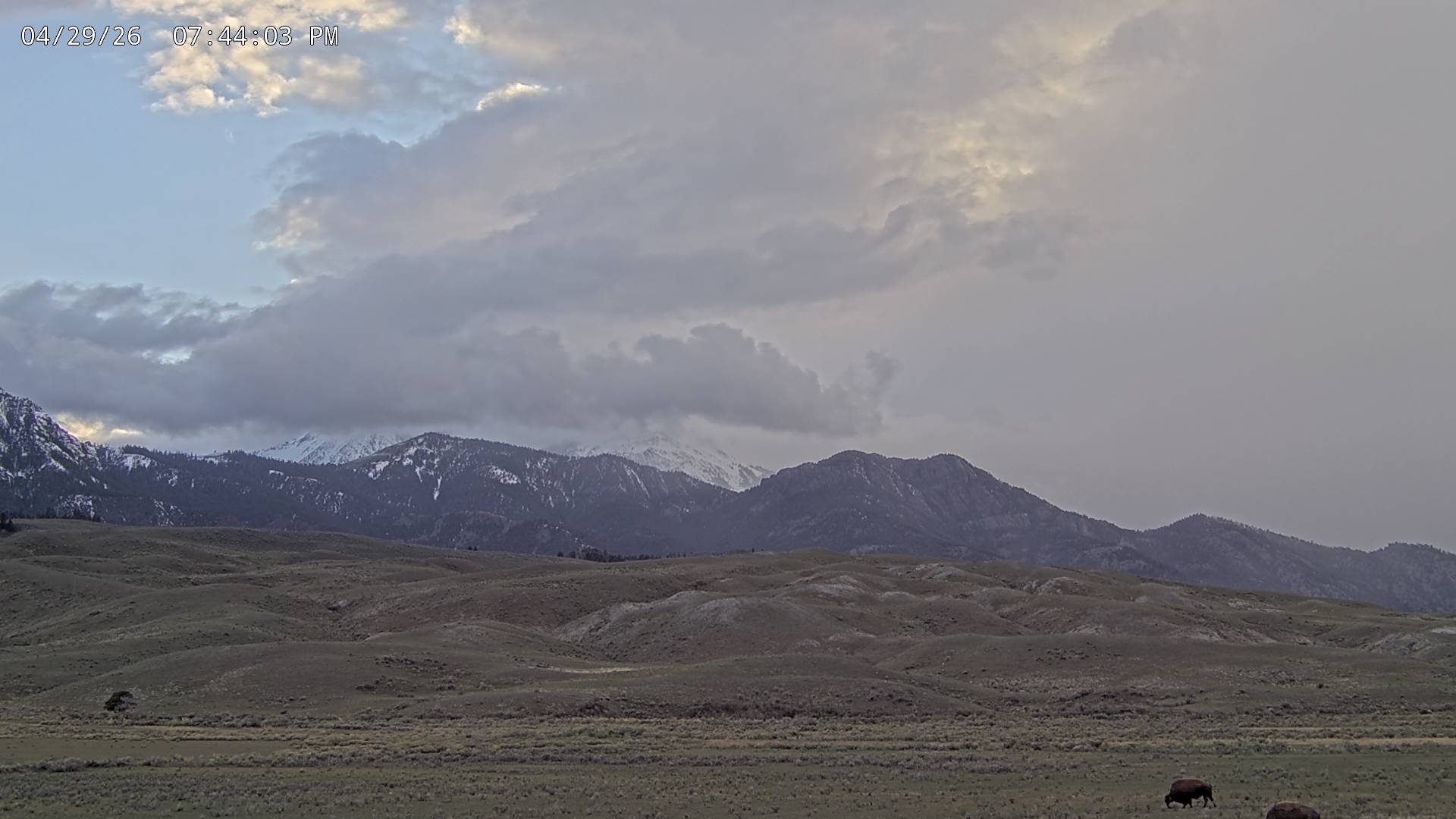 American Bison sighting