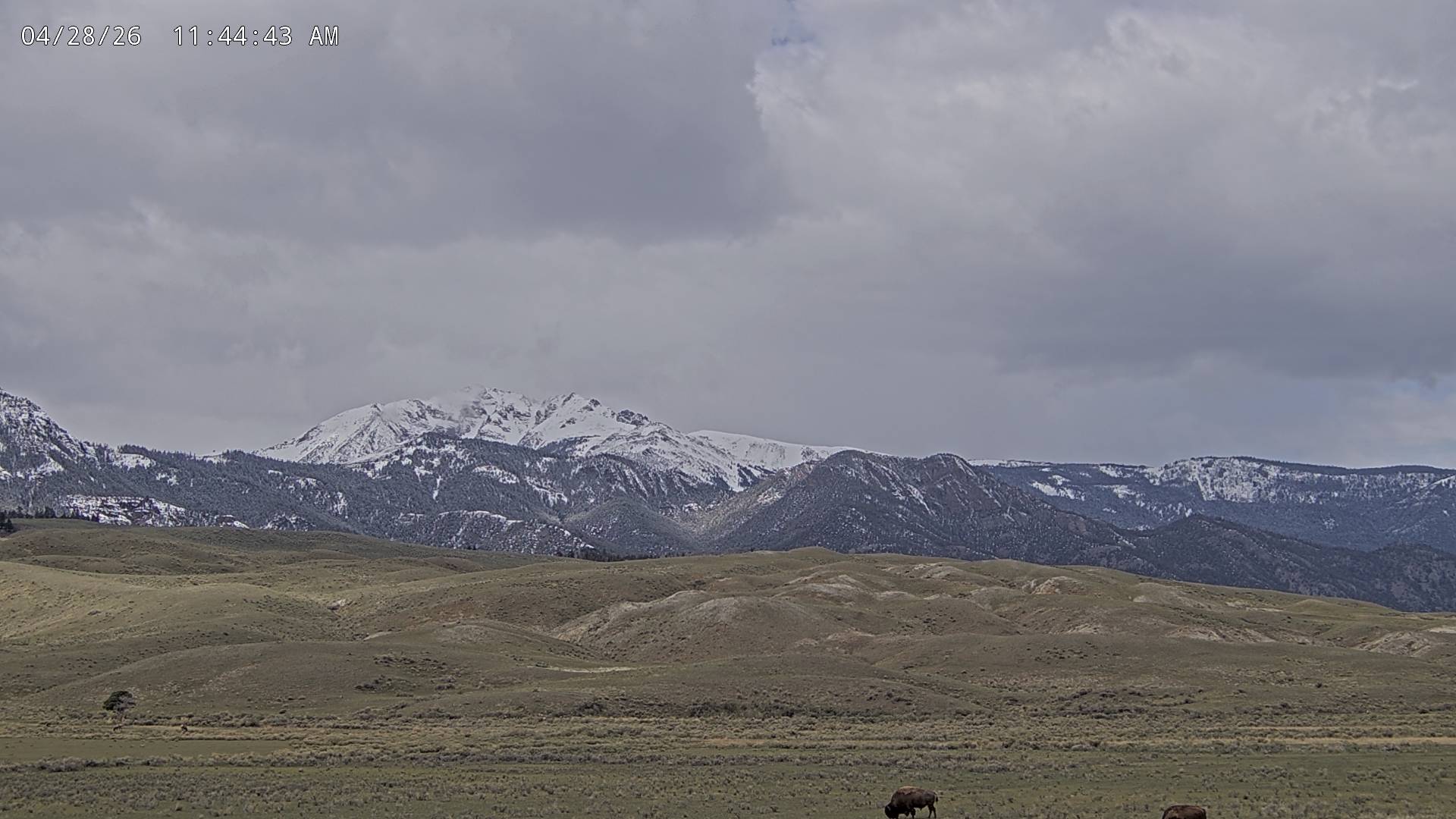 American Bison sighting