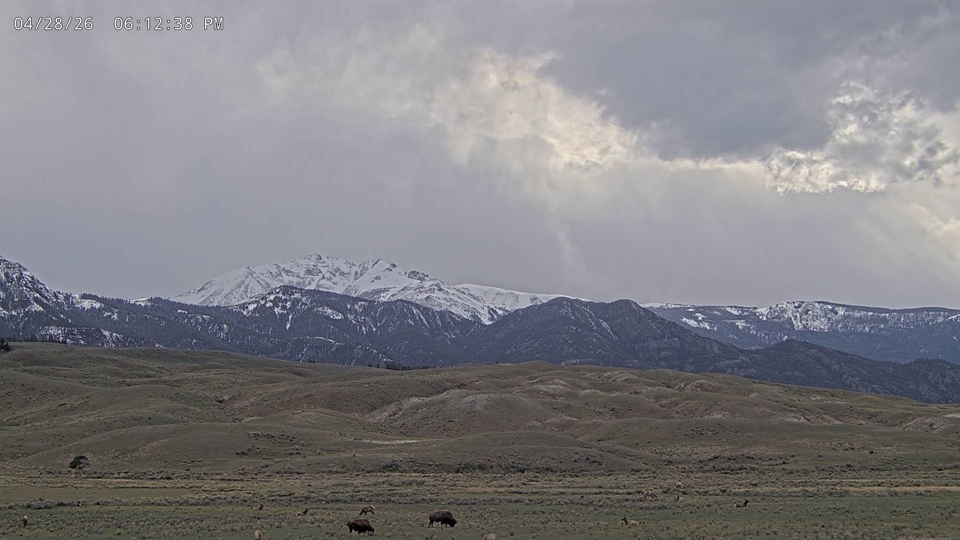 American Bison sighting