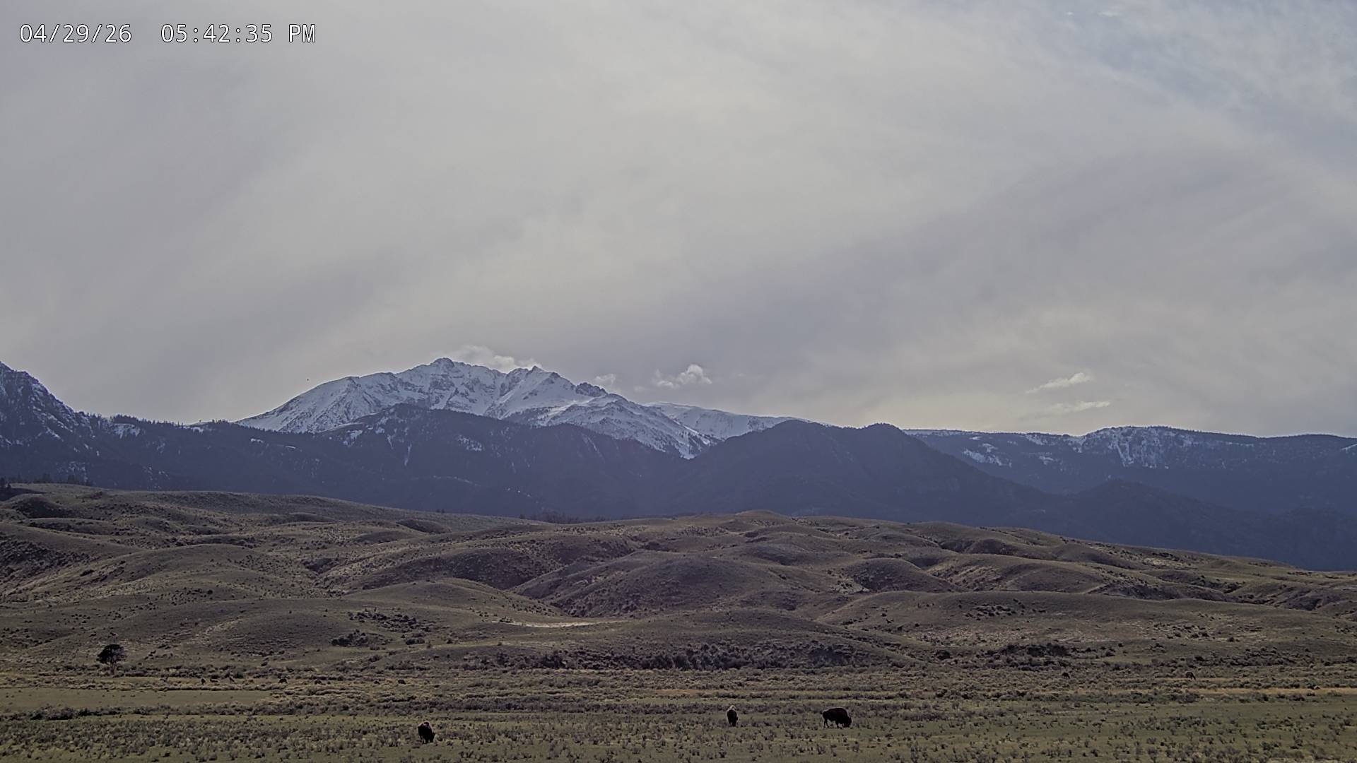 American Bison sighting