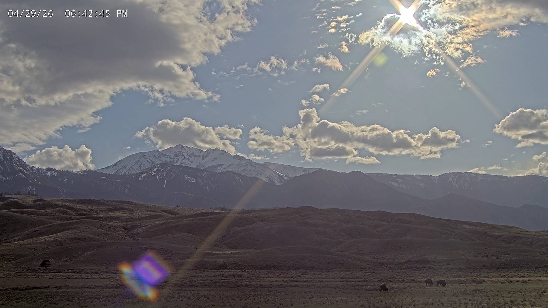 American Bison sighting