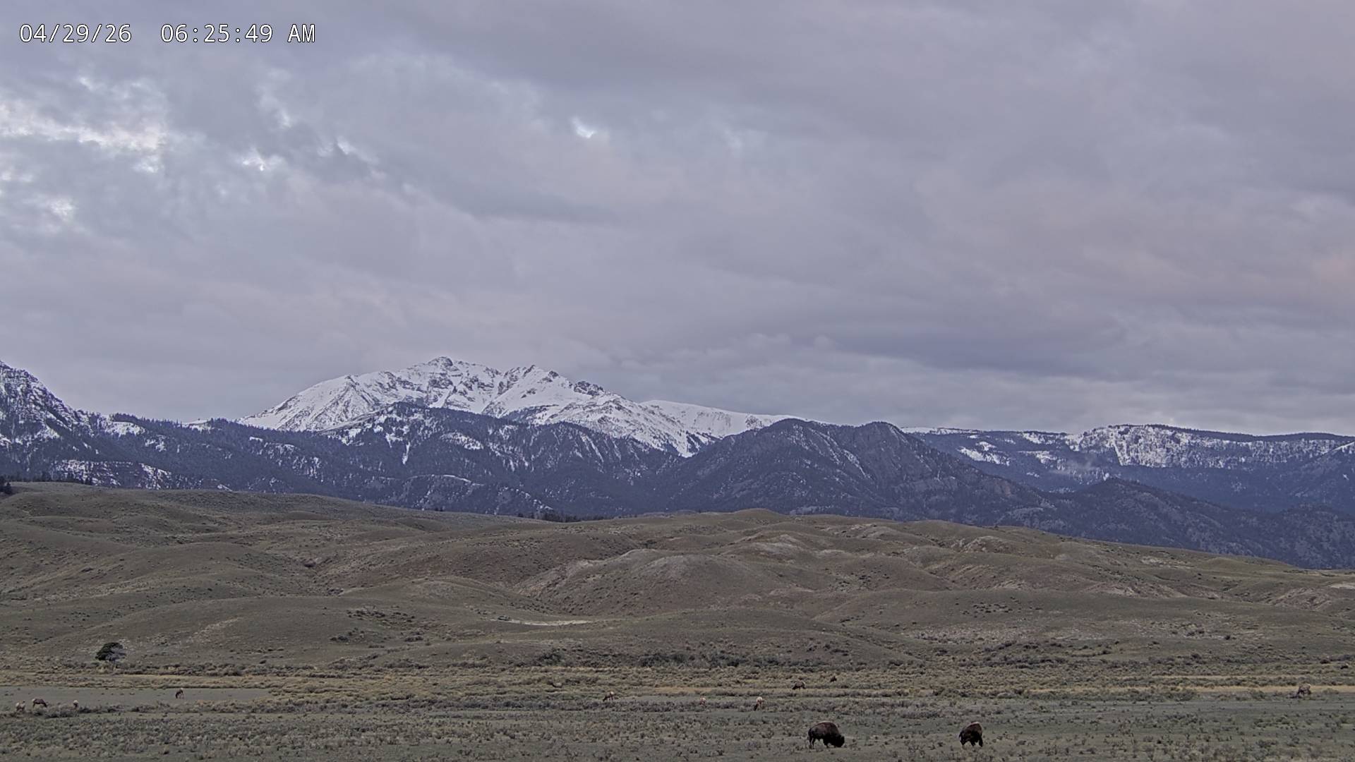 American Bison sighting