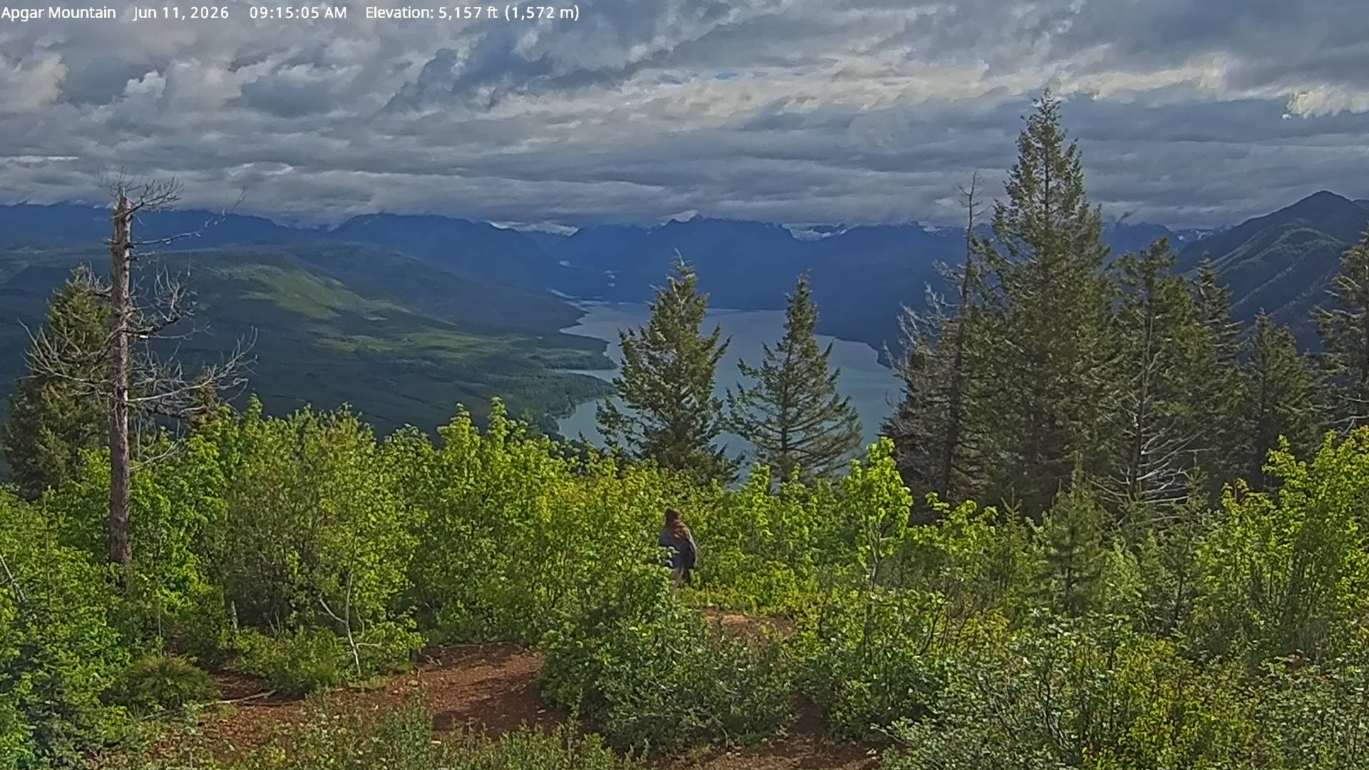 Steller's Jay sighting