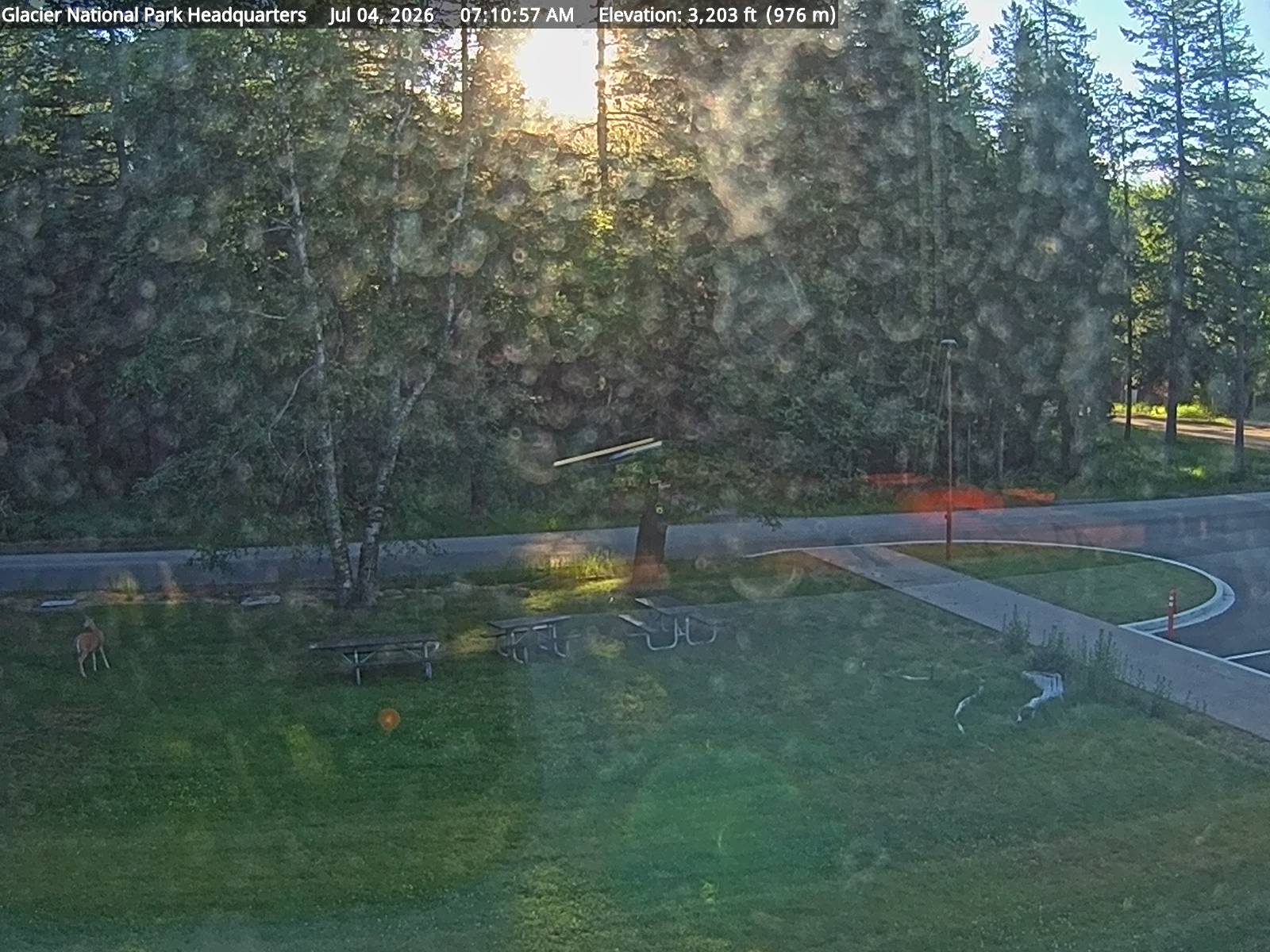 Mule Deer sighting