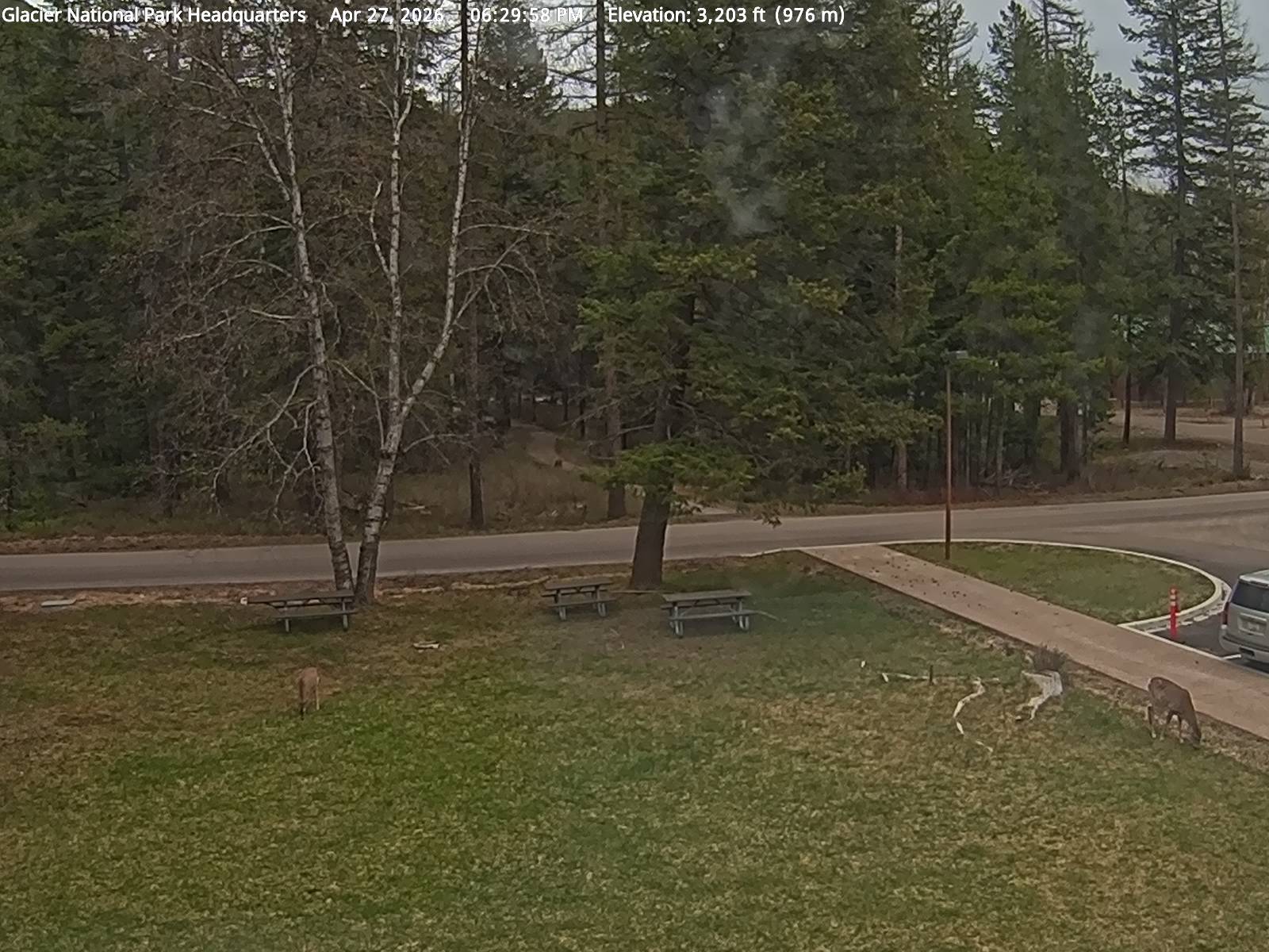 Mule Deer sighting
