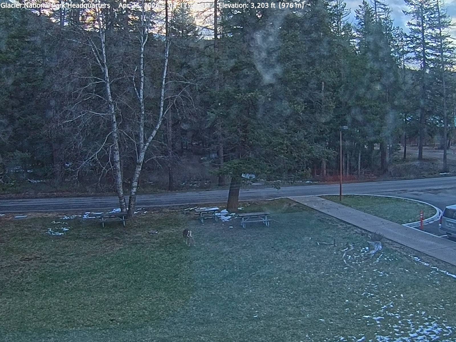 Mule Deer sighting