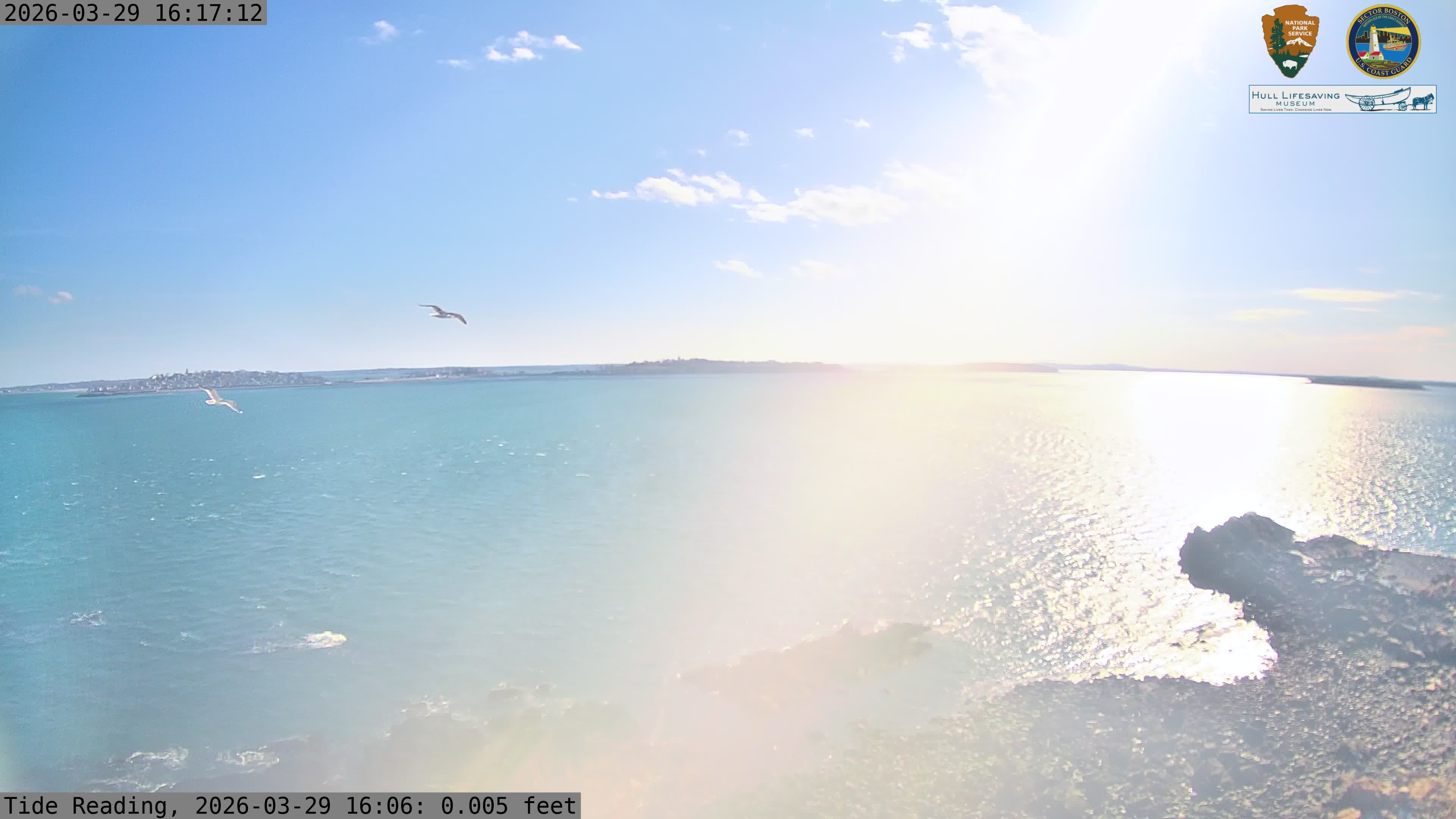 American Herring Gull sighting