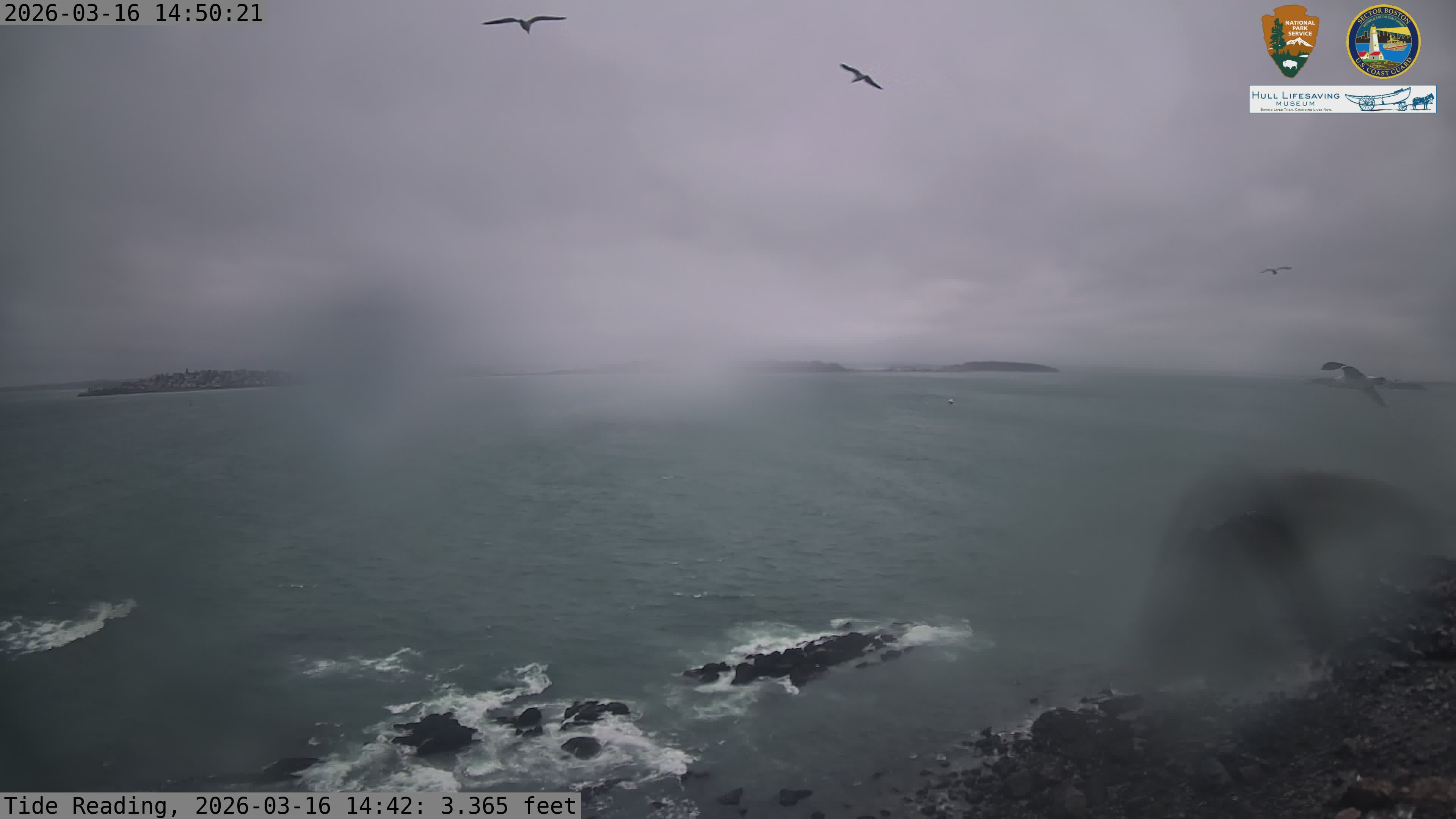 American Herring Gull sighting