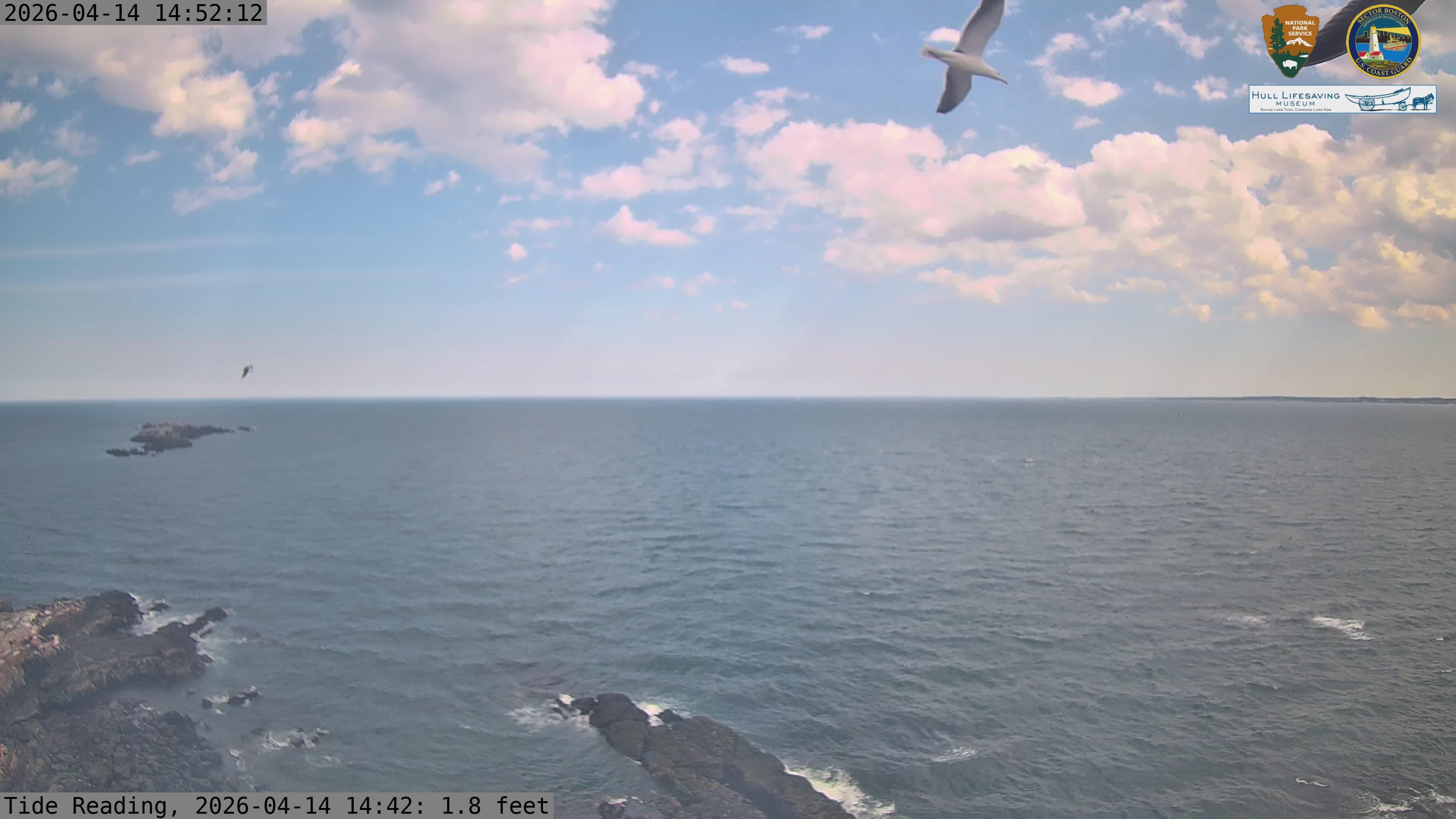 American Herring Gull sighting